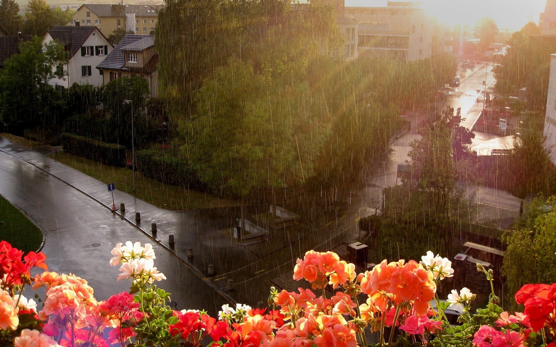 Обои цветы, улица, дождь, окно, flowers, street, rain, window разрешение 2560x1600 Загрузить