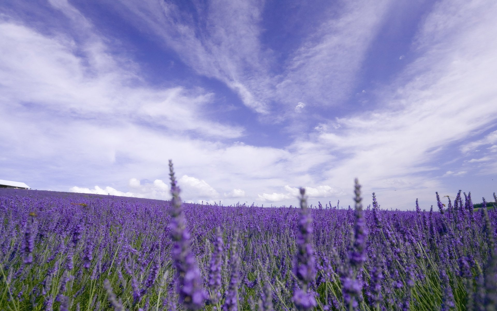 Обои небо, цветы, облака, природа, поле, лаванда, the sky, flowers, clouds, nature, field, lavender разрешение 2560x1600 Загрузить