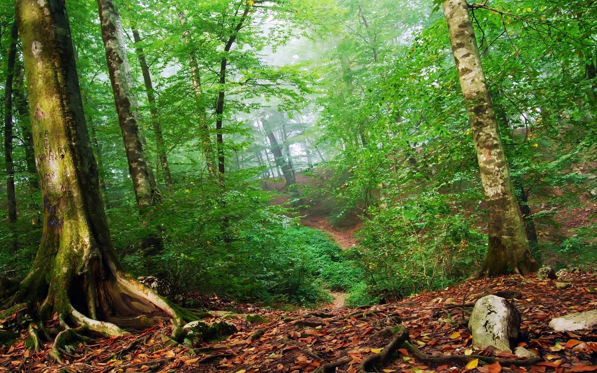 Обои лес, листья, зелёный, forest, leaves, green разрешение 2560x1600 Загрузить