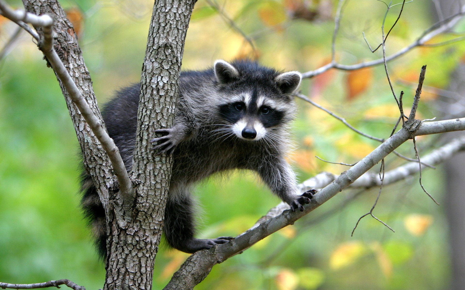 Обои природа, дерево, енот, nature, tree, raccoon разрешение 2560x1600 Загрузить