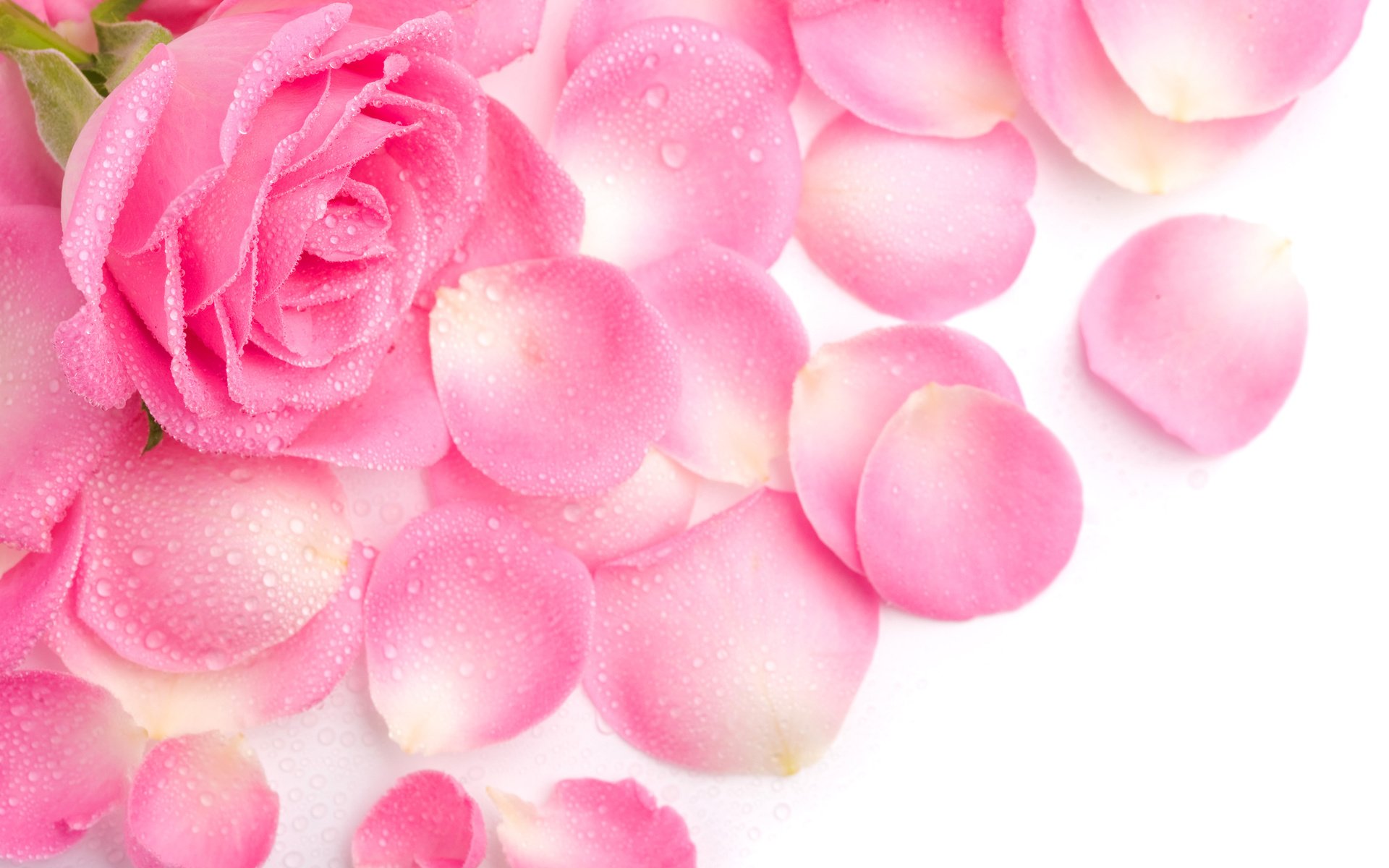 Обои цветок, роса, капли, роза, лепестки, розовая, flower, rosa, drops, rose, petals, pink разрешение 4240x2650 Загрузить