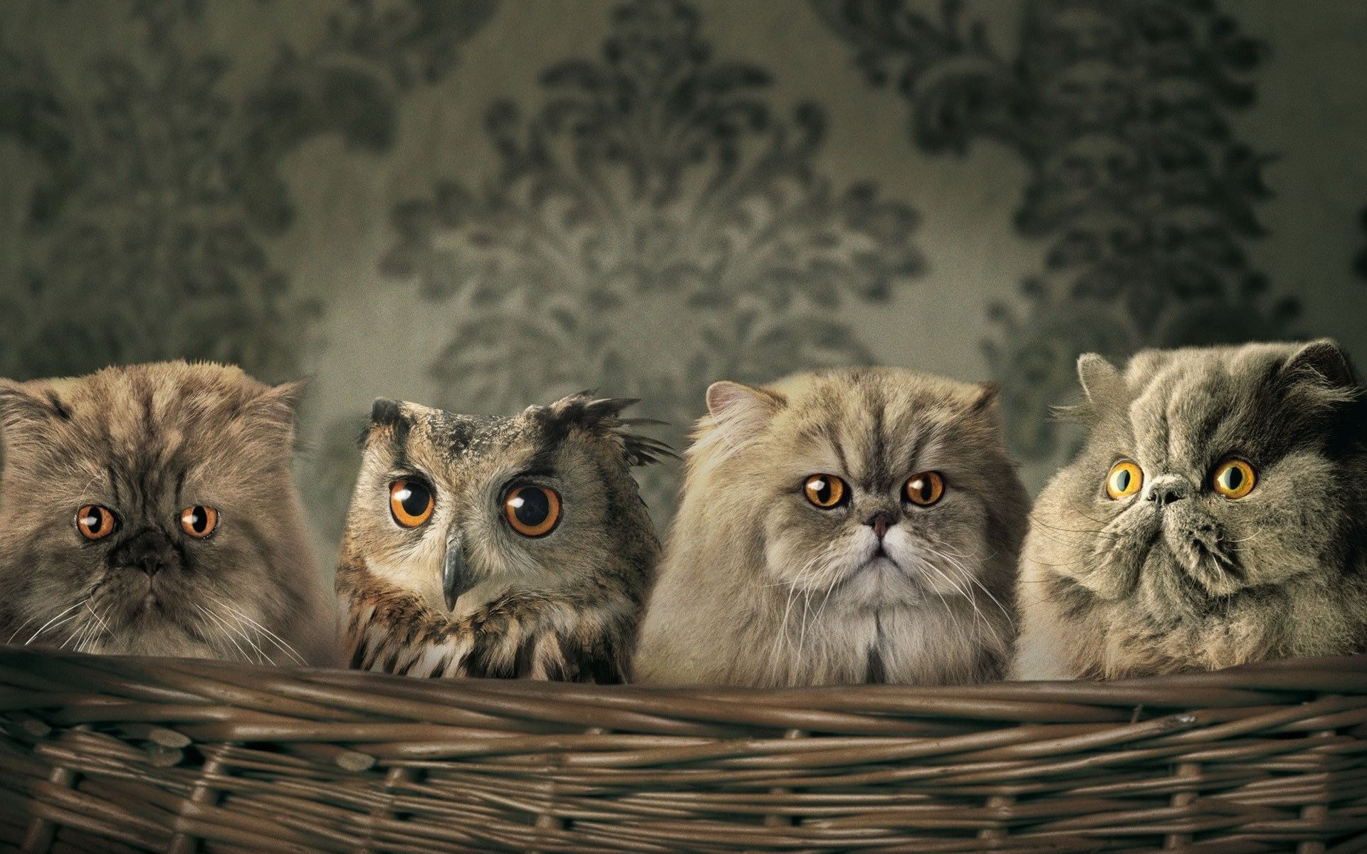 Обои сова, обои, птица, корзина, кошаки, кошки, owl, wallpaper, bird, basket, koshak, cats разрешение 1920x1440 Загрузить