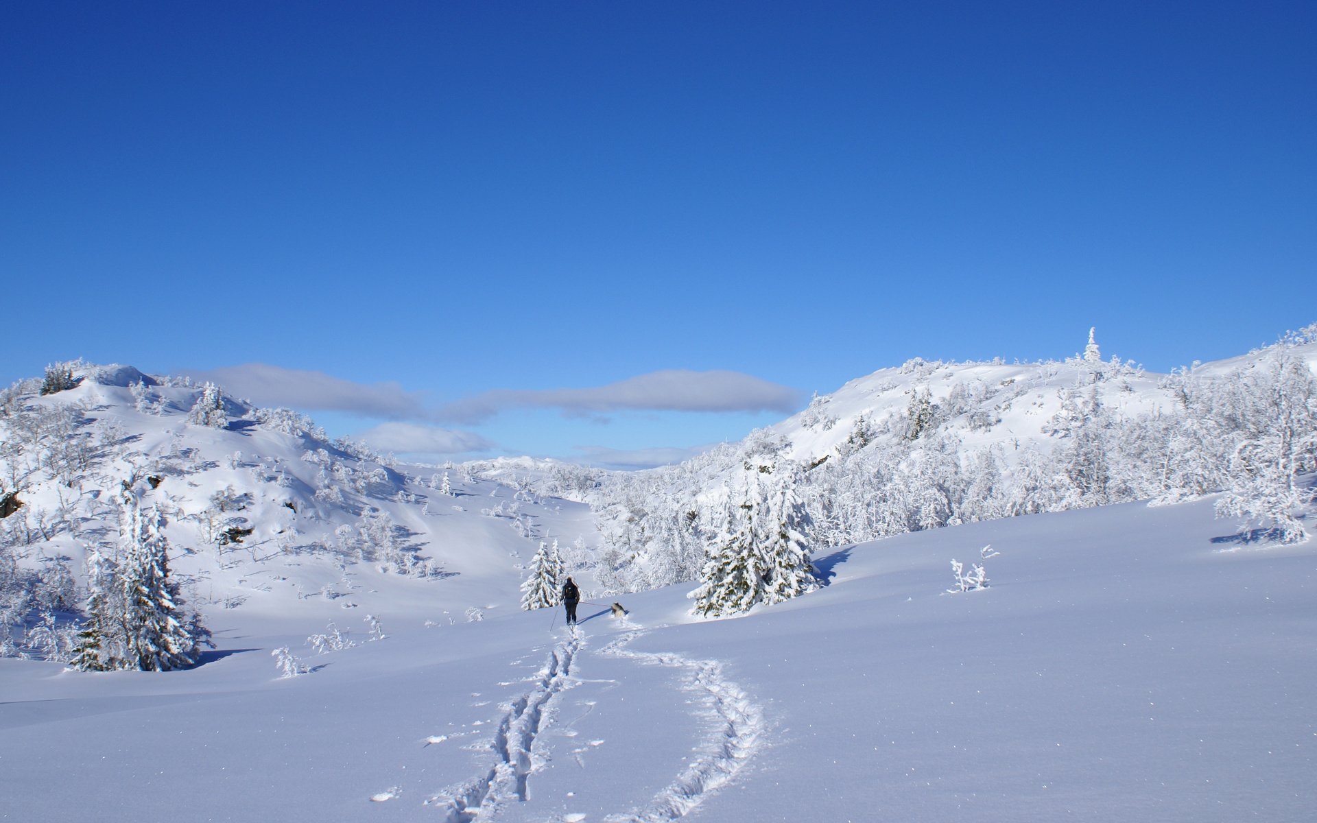 Обои солнце, снег, зима, собака, блеск, елочки, лыжник, the sun, snow, winter, dog, shine, christmas trees, skier разрешение 3592x2517 Загрузить