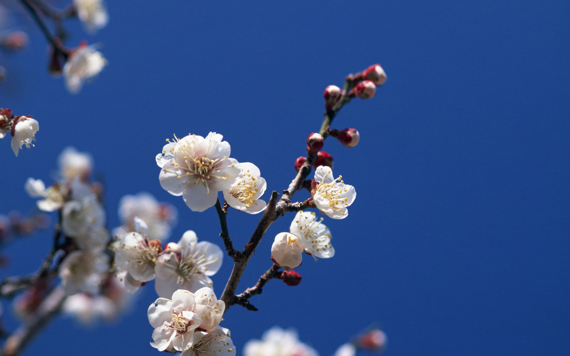 Обои небо, цветение, ветки, весна, the sky, flowering, branches, spring разрешение 2560x1920 Загрузить