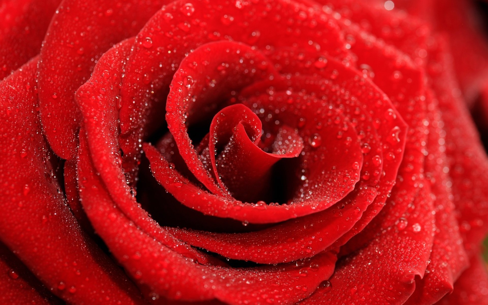 Обои цветок, роса, капли, роза, лепестки, красная, flower, rosa, drops, rose, petals, red разрешение 1920x1275 Загрузить