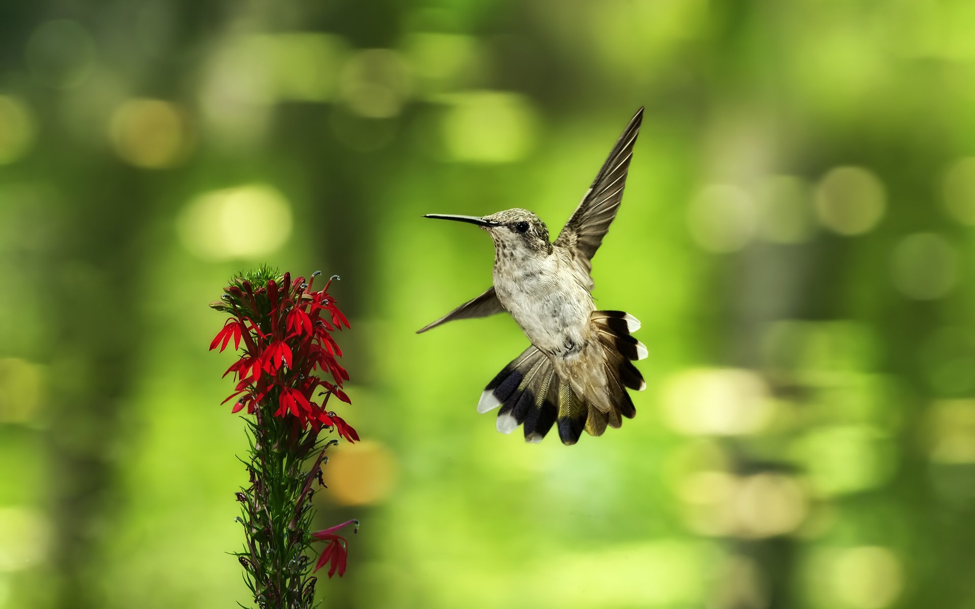 Обои фон, полет, цветок, птица, колибри, боке, background, flight, flower, bird, hummingbird, bokeh разрешение 2560x1600 Загрузить