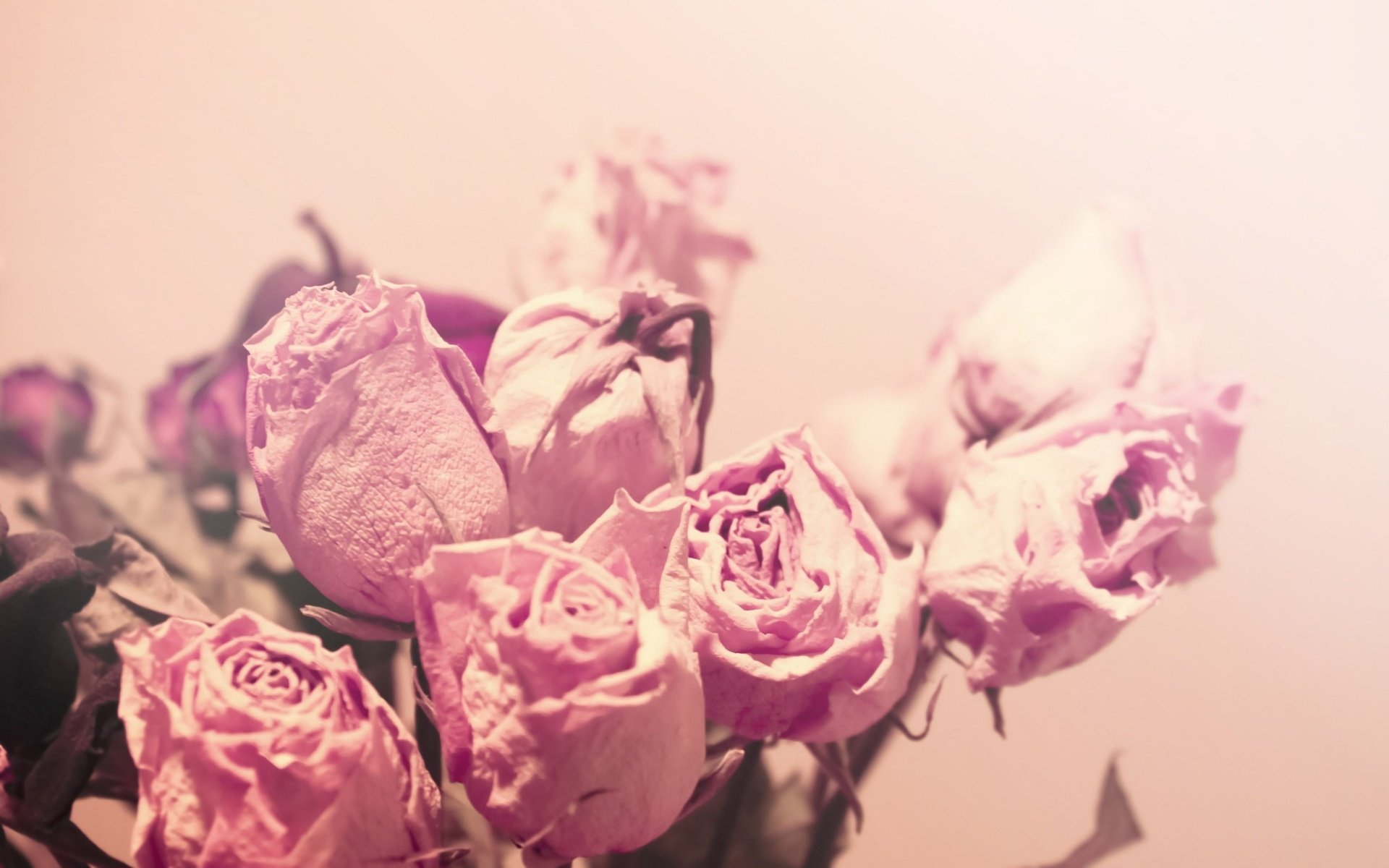 Обои свет, цветы, макро, розы, цвет, розовые, нежность, засушенные, light, flowers, macro, roses, color, pink, tenderness, dried разрешение 2560x1600 Загрузить