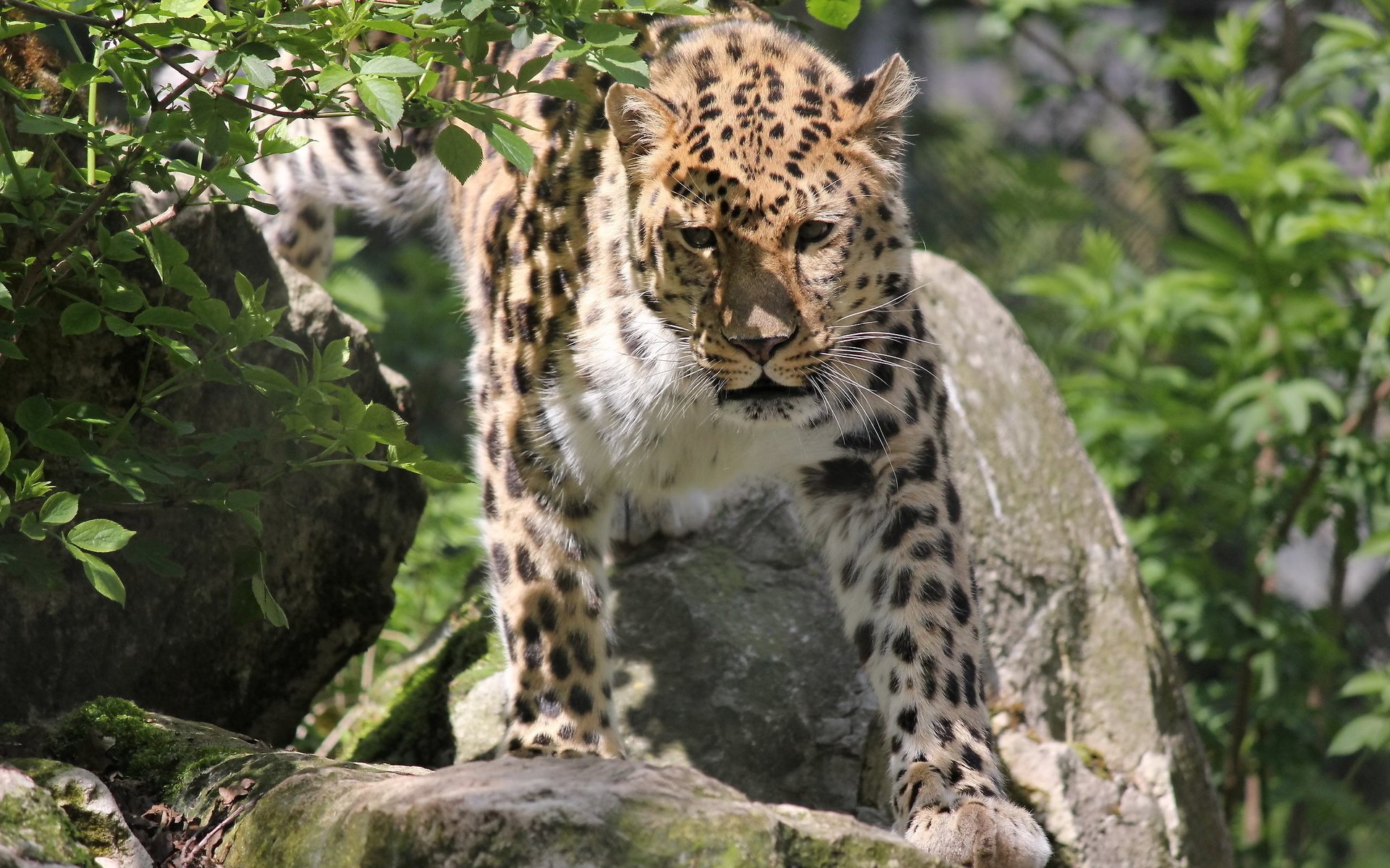 Обои морда, камни, усы, леопард, кустарник, дальневосточный, panthera pardus orientalis, пятнистая кошка, face, stones, mustache, leopard, shrub, far east, spotted cat разрешение 2560x1600 Загрузить