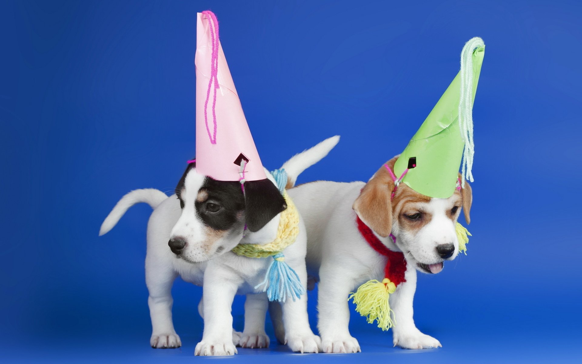 Обои щенки, праздник, синий фон, собаки, колпаки, puppies, holiday, blue background, dogs, caps разрешение 2560x1600 Загрузить