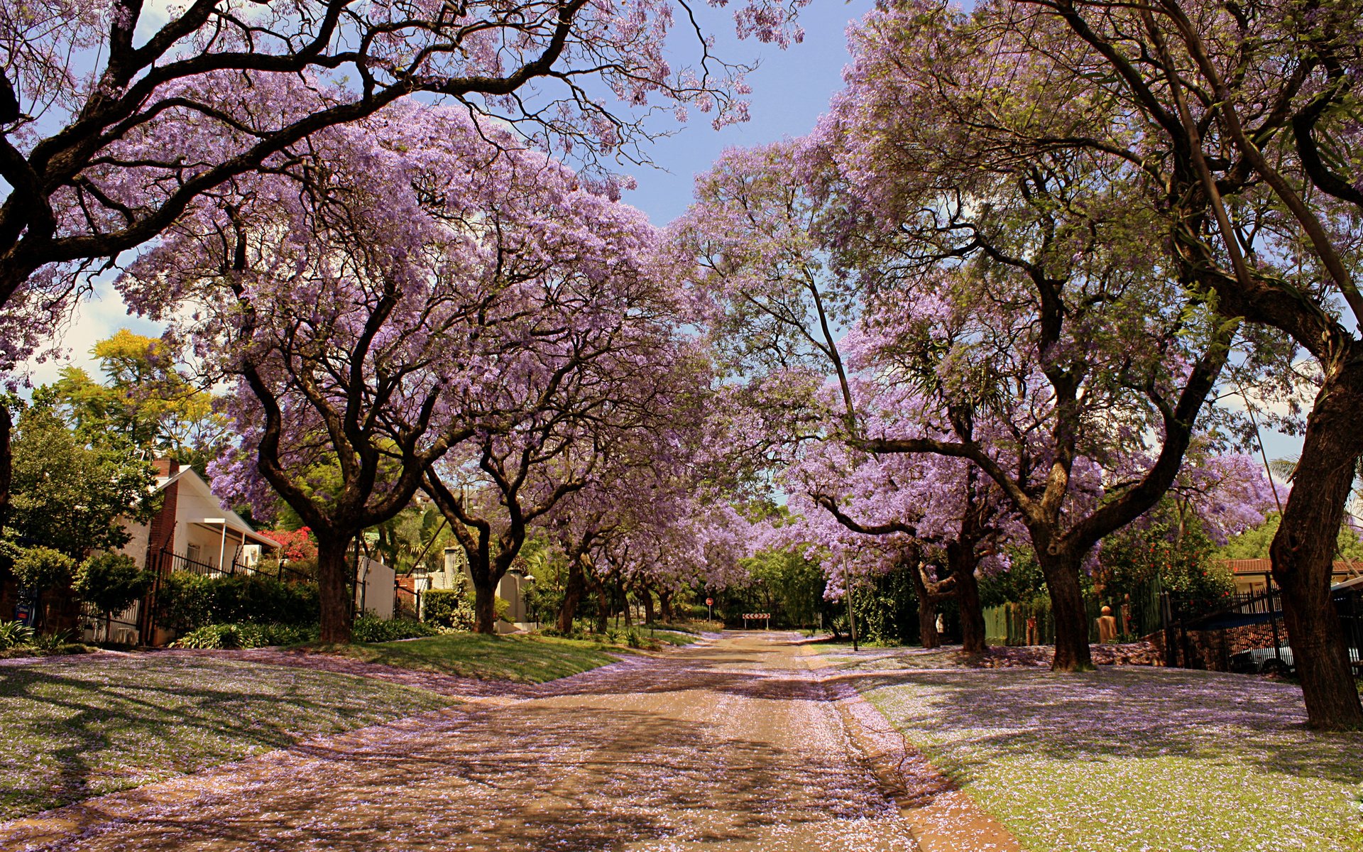 Обои природа, красота, улица, весна, деревья в цвету, nature, beauty, street, spring, trees in bloom разрешение 2560x1600 Загрузить