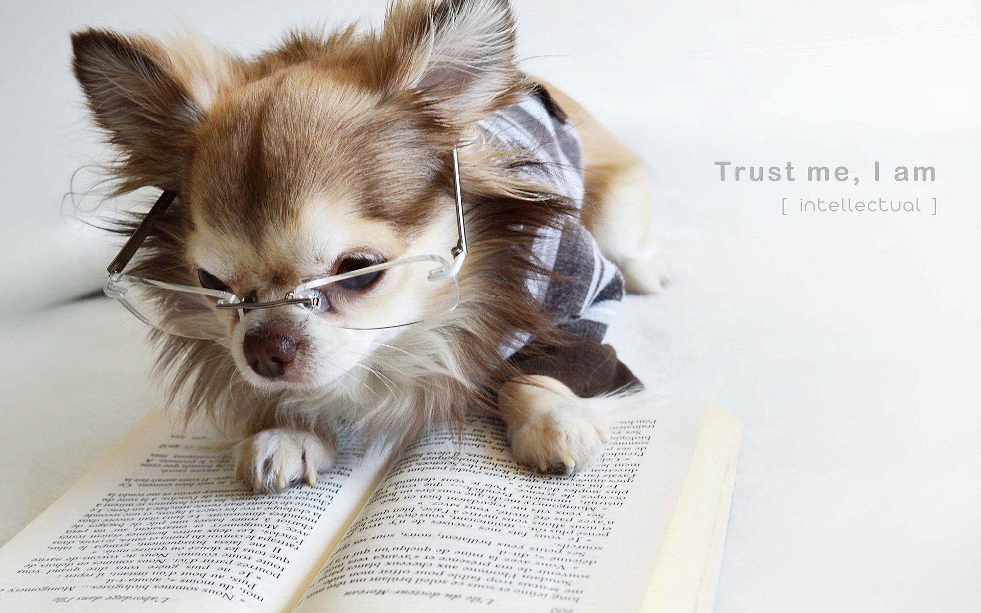 Обои очки, собака, щенок, книга, чихуахуа, glasses, dog, puppy, book, chihuahua разрешение 2048x1395 Загрузить