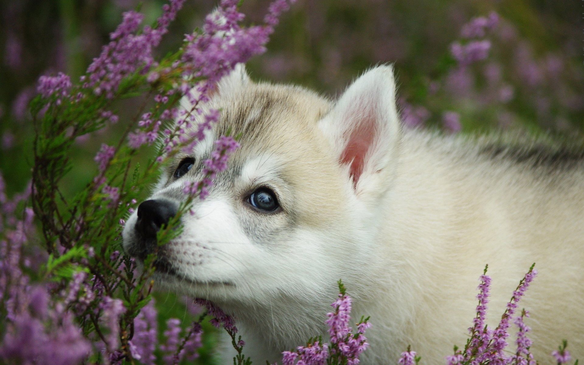 Обои морда, цветы, лаванда, собака, щенок, хаски, face, flowers, lavender, dog, puppy, husky разрешение 2560x1600 Загрузить