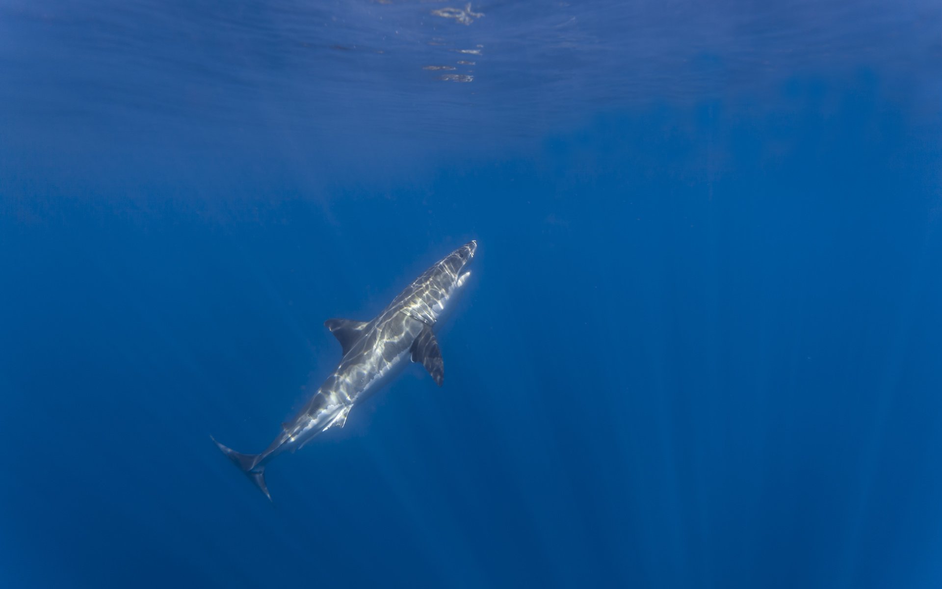 Обои океан, акула, подводный мир, акула.белая, the ocean, shark, underwater world, shark.white разрешение 5616x3744 Загрузить