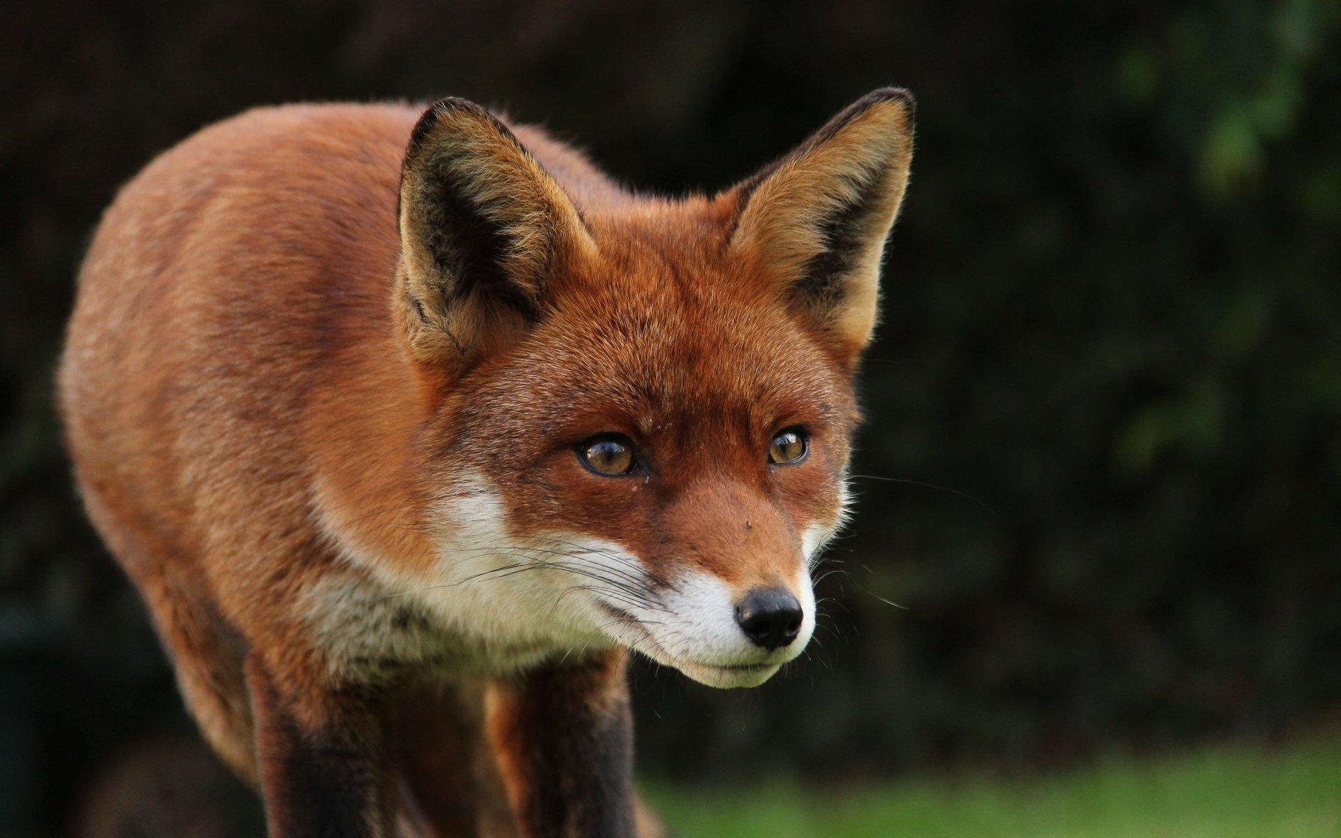 Обои взгляд, рыжая, лиса, лисица, животное, look, red, fox, animal разрешение 5184x3456 Загрузить