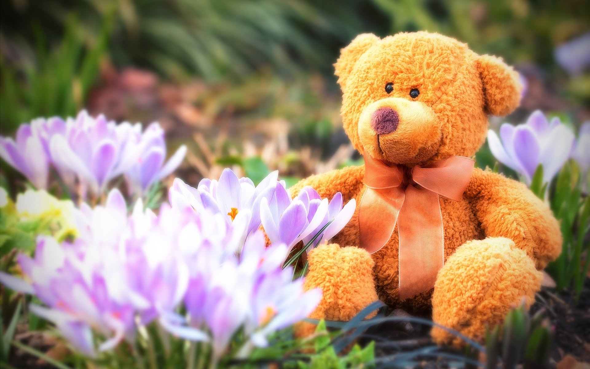 Обои цветы, мишка, игрушка, весна, тедди, плюшевый, бант, крокусы, flowers, bear, toy, spring, teddy, plush, bow, crocuses разрешение 2048x1366 Загрузить