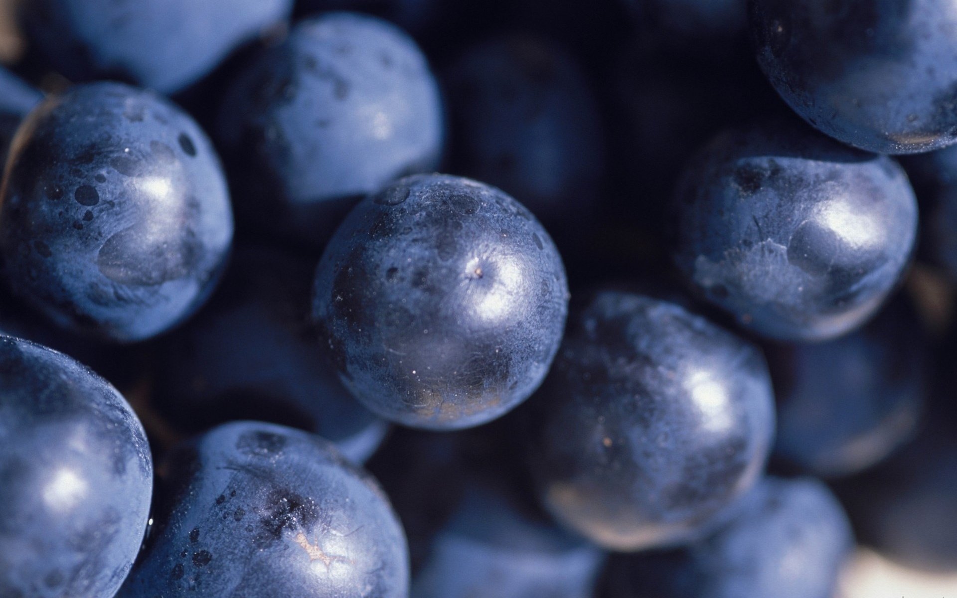 Обои макро, виноград, черный, ягоды, macro, grapes, black, berries разрешение 1920x1268 Загрузить