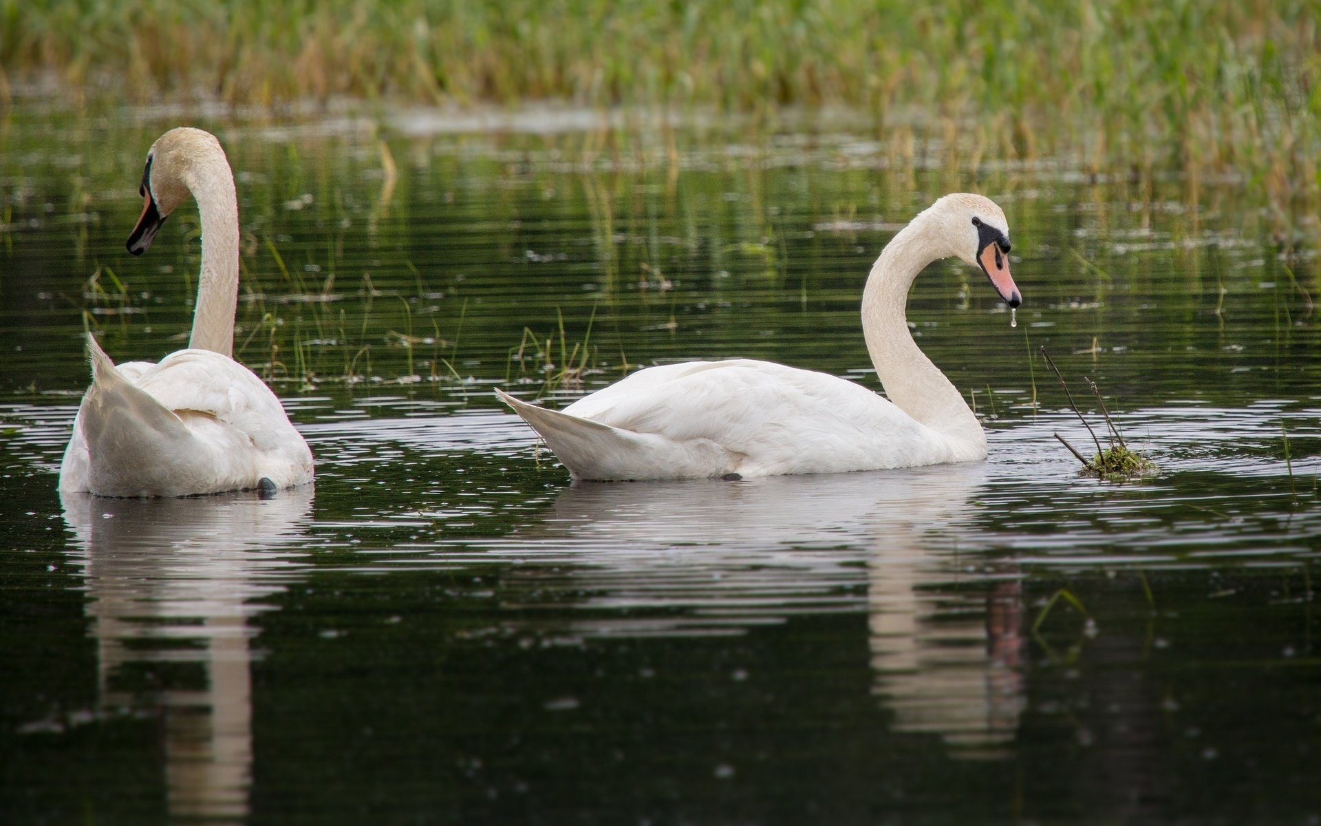 Обои трава, вода, птицы, пара, белые, лебеди, грация, grass, water, birds, pair, white, swans, grace разрешение 2048x1366 Загрузить