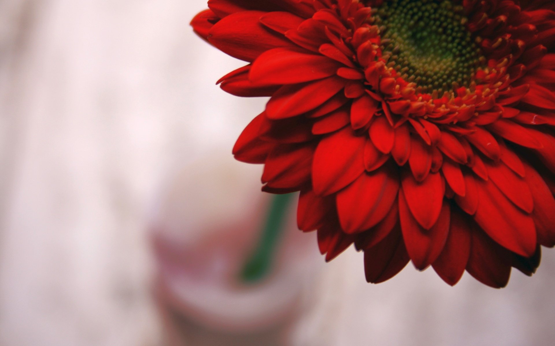 Обои цветок, лепестки, красные, гербера, flower, petals, red, gerbera разрешение 3888x2592 Загрузить