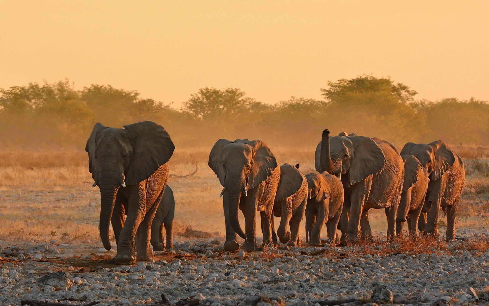 Обои природа, африка, уши, слоны, хобот, бивни, nature, africa, ears, elephants, trunk, tusks разрешение 2048x1365 Загрузить