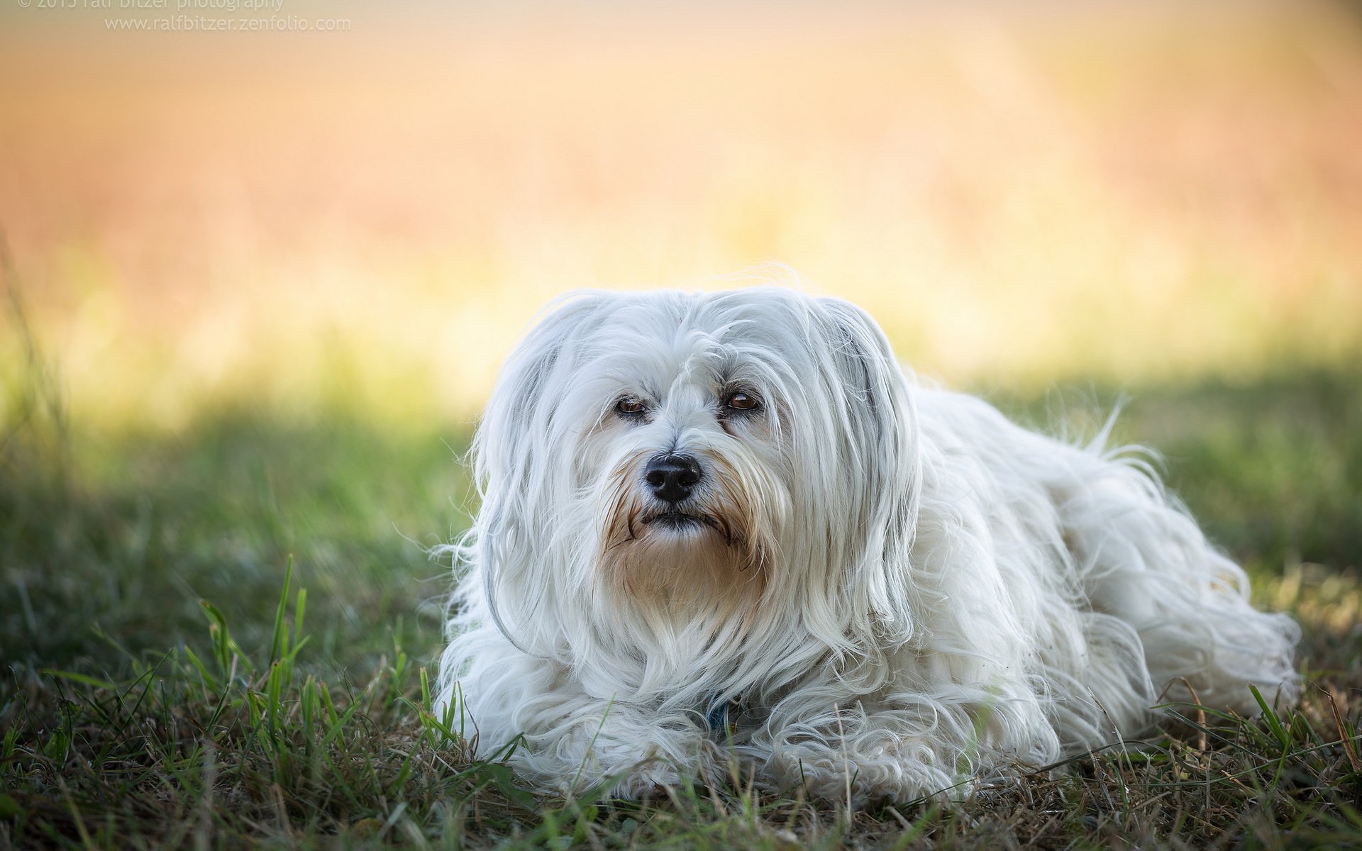 Обои трава, собака, гаванский бишон, болонка, бишон, ralf bitzer, grass, dog, the havanese, lapdog, bichon разрешение 2048x1365 Загрузить