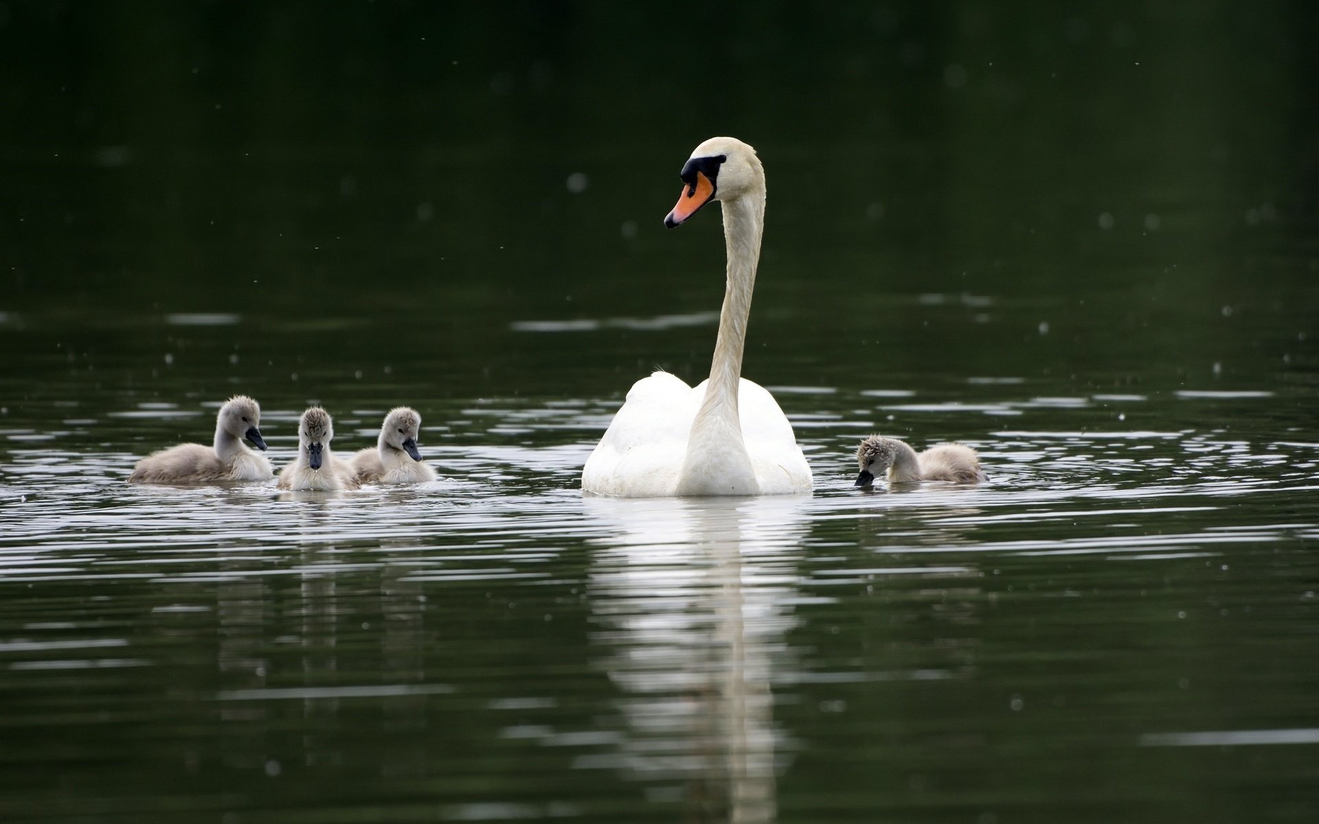 Обои водоем, птицы, семья, лебеди, лебедь, лебедята, pond, birds, family, swans, swan, the lebeda разрешение 2565x1710 Загрузить