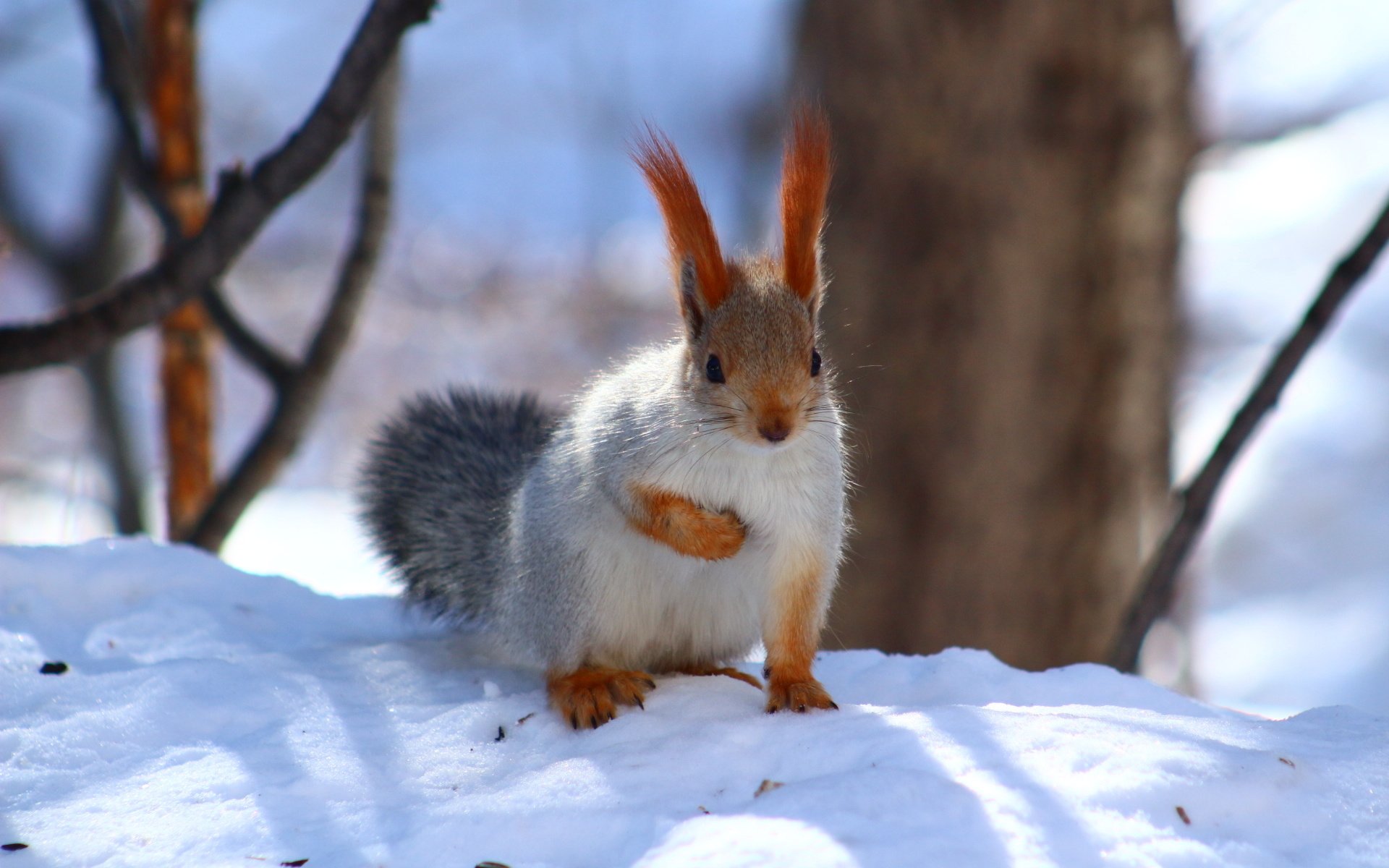 Обои снег, зима, животное, белка, зверек, белочка, грызун, snow, winter, animal, protein, squirrel, rodent разрешение 1920x1280 Загрузить