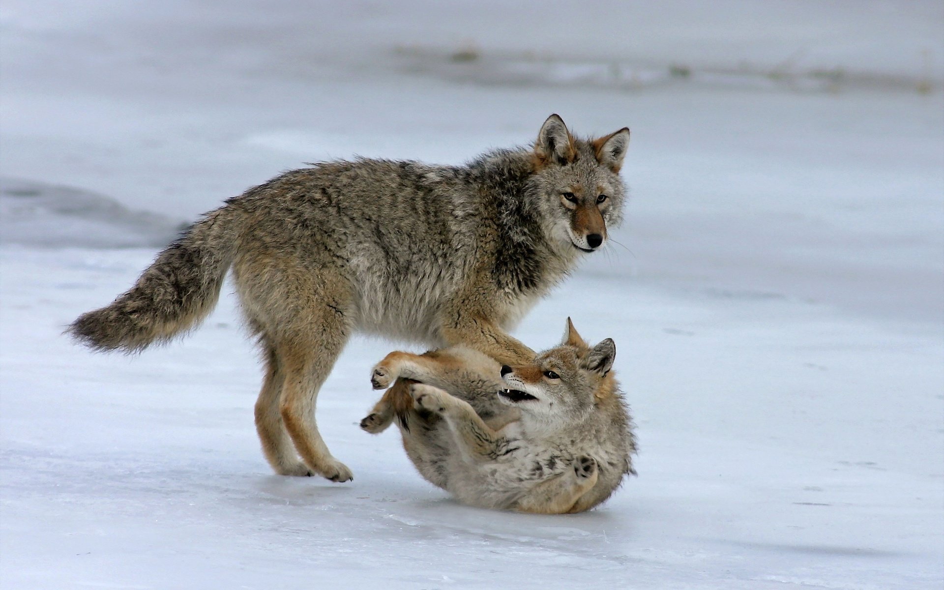 Обои морда, природа, фон, лапы, хищник, волки, волк, face, nature, background, paws, predator, wolves, wolf разрешение 2048x1425 Загрузить