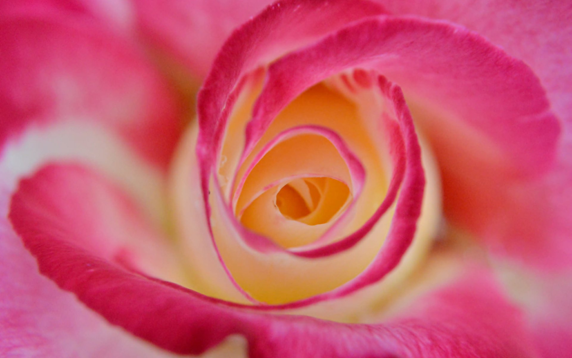 Обои макро, цветок, роза, лепестки, бутон, крупным планом, macro, flower, rose, petals, bud, closeup разрешение 2048x1362 Загрузить