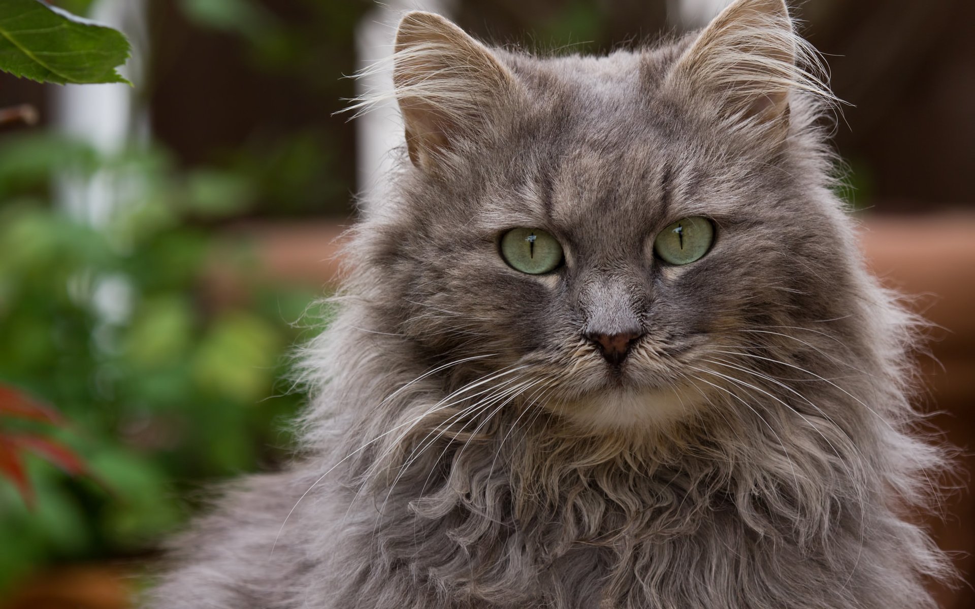 Обои глаза, кот, кошка, взгляд, пушистый, серый, eyes, cat, look, fluffy, grey разрешение 2048x1536 Загрузить