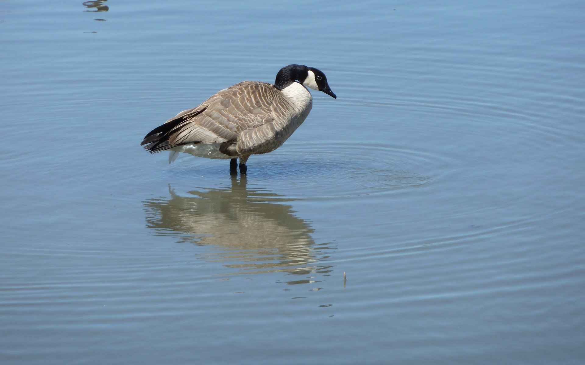 Обои вода, птица, канада, гусь, птаха, canada goose, water, bird, canada, goose разрешение 4000x3000 Загрузить