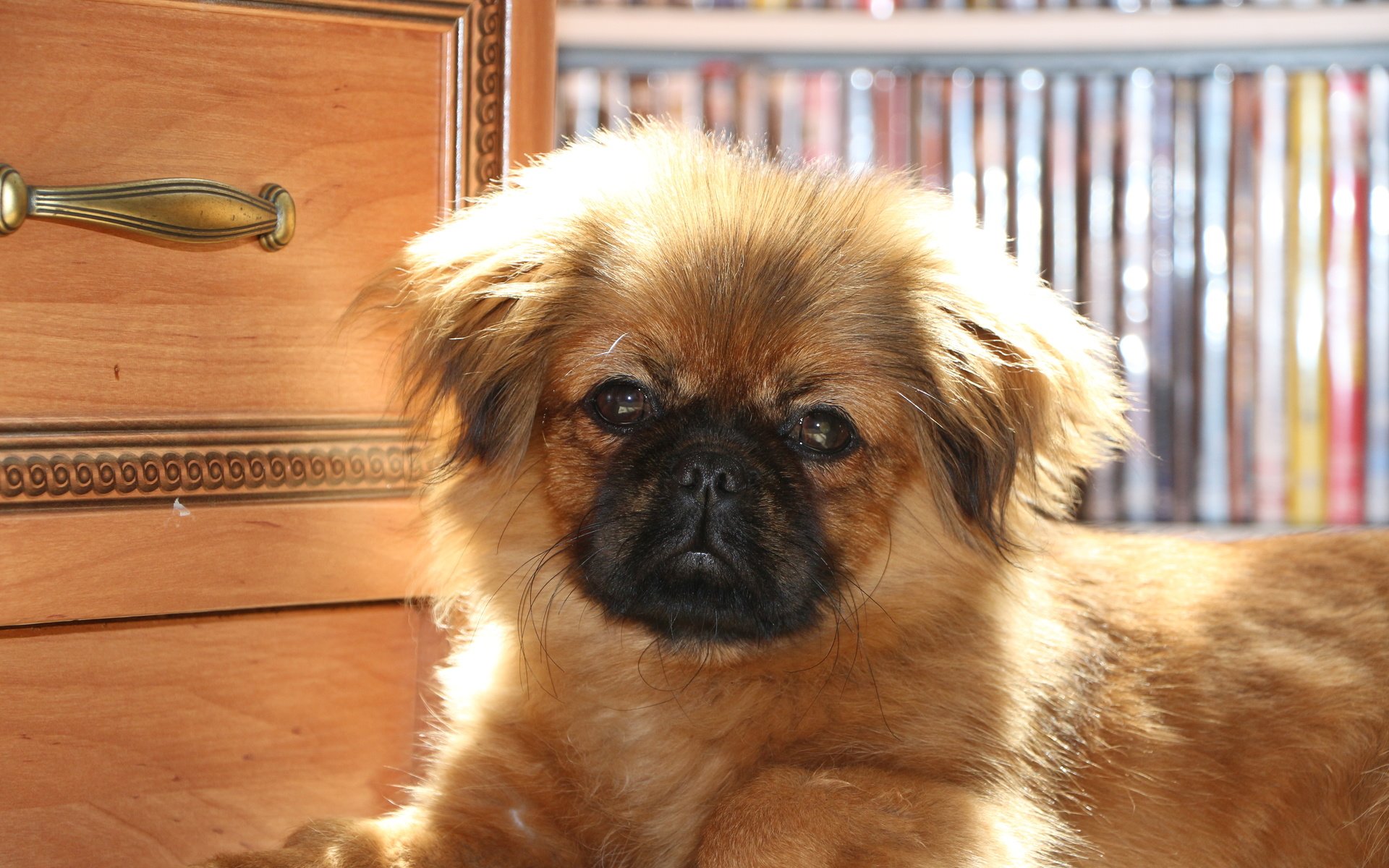 Обои собака, щенок, щенка, cобака, пекинес, dog, puppy, pekingese разрешение 5184x3456 Загрузить