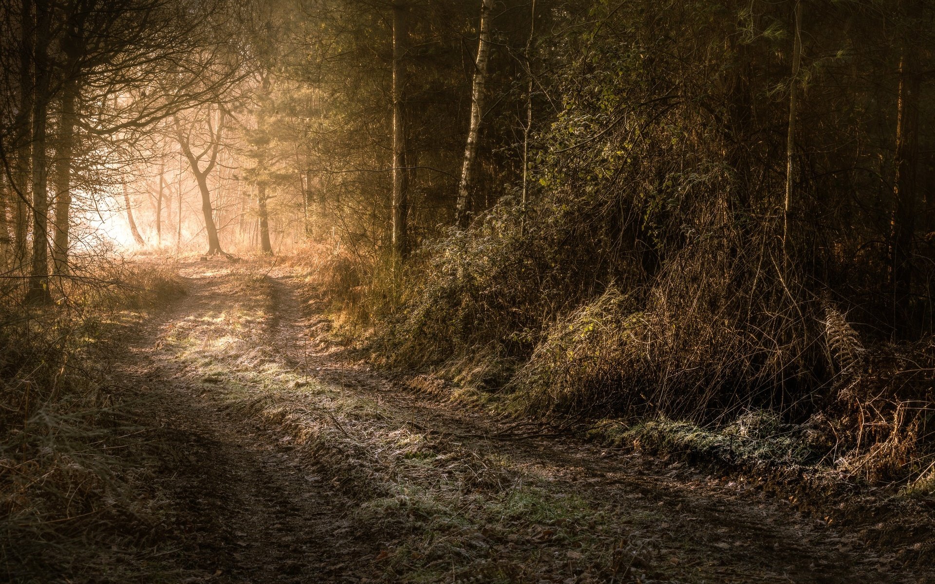 Обои дорога, деревья, лес, утро, иней, road, trees, forest, morning, frost разрешение 2048x1365 Загрузить