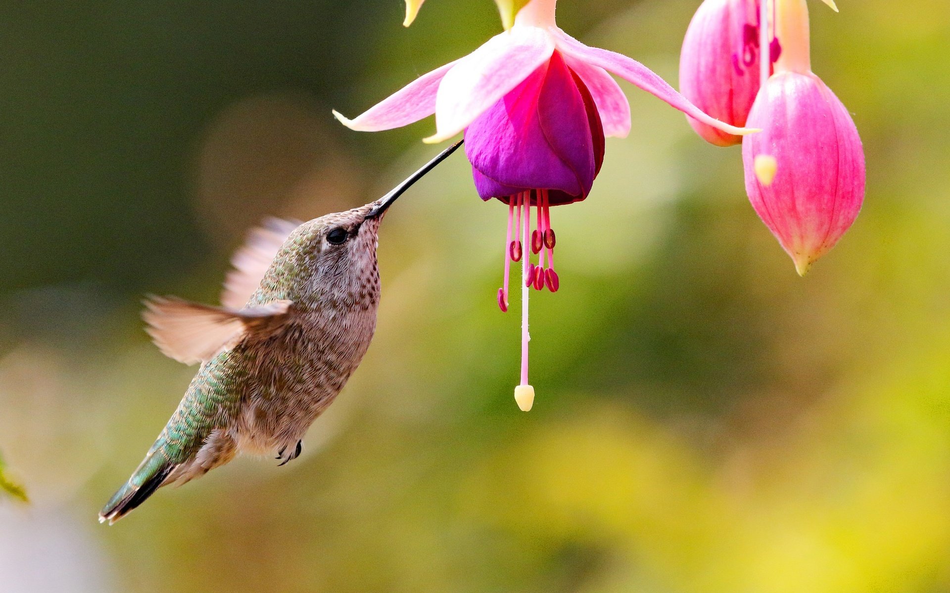 Обои бутоны, цветок, птица, колибри, фуксия, buds, flower, bird, hummingbird, fuchsia разрешение 2048x1286 Загрузить