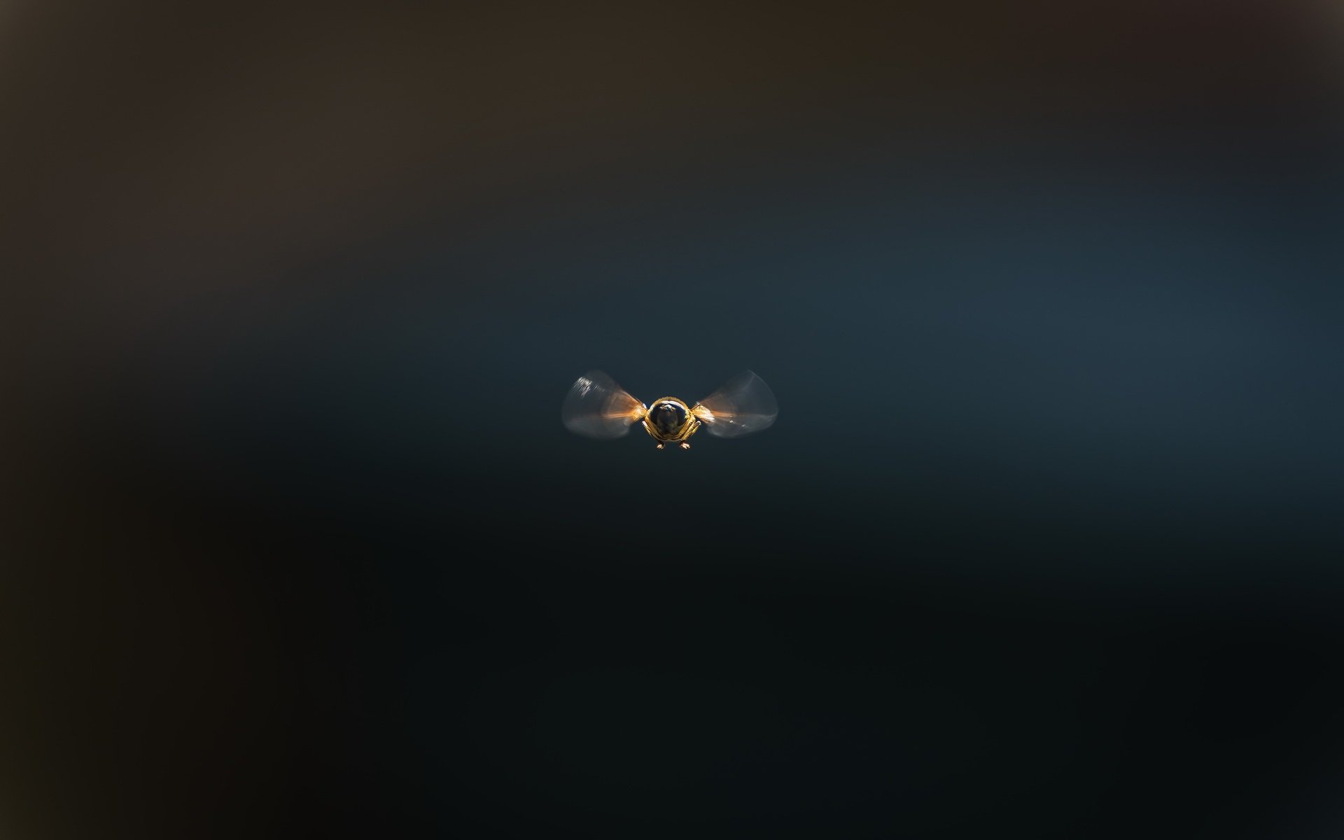 Обои насекомое, фон, полет, пчела, insect, background, flight, bee разрешение 2560x1709 Загрузить