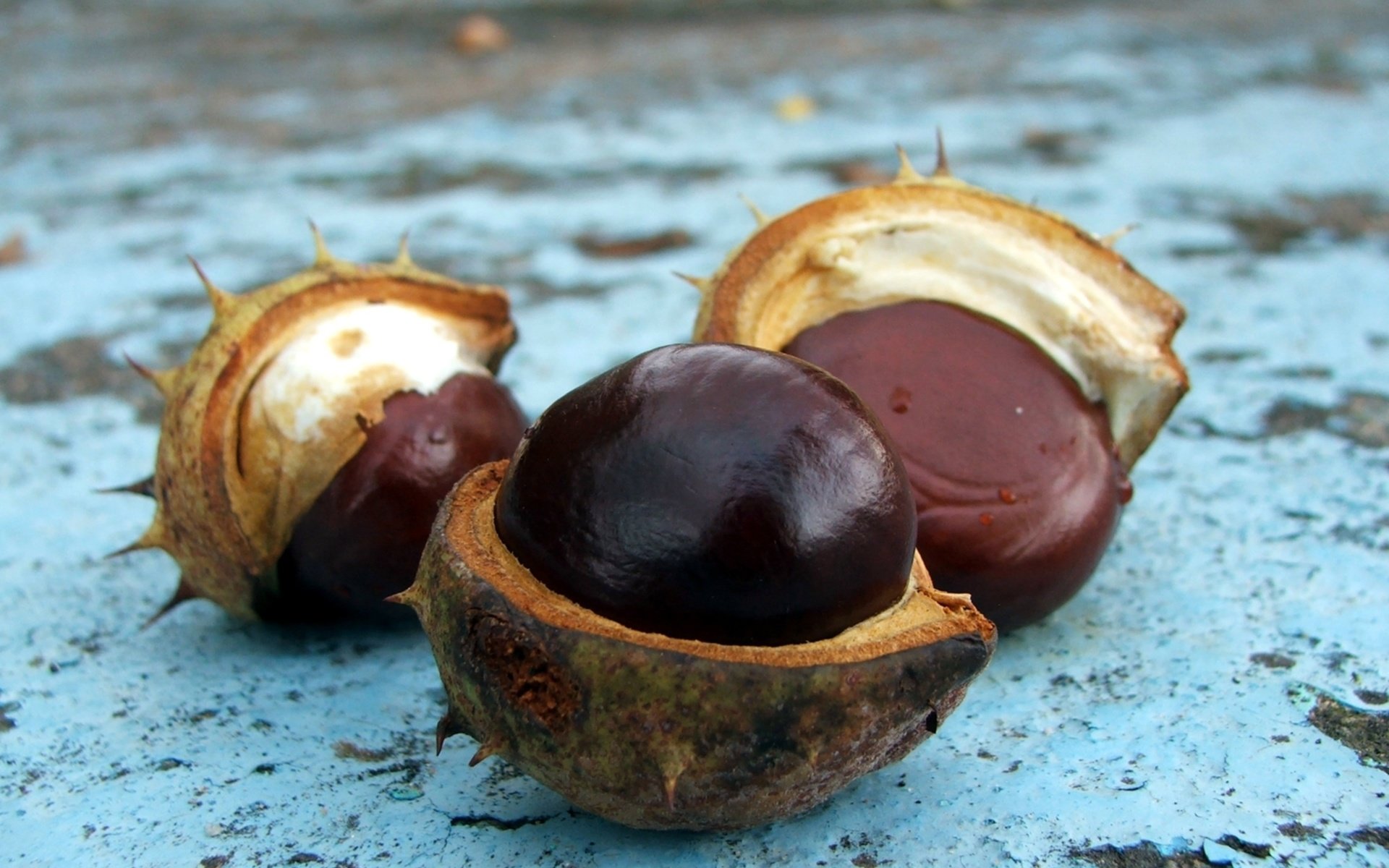 Обои орехи, орех, кожура, каштан, nuts, walnut, peel, chestnut разрешение 2272x1704 Загрузить