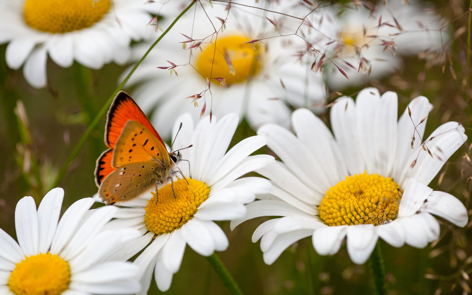 Обои цветы, насекомое, бабочка, ромашки, flowers, insect, butterfly, chamomile разрешение 3000x2000 Загрузить