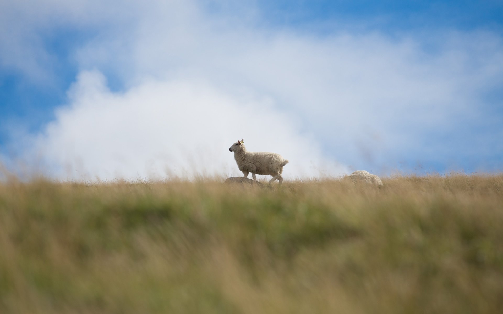 Обои небо, трава, облака, поле, баран, овца, the sky, grass, clouds, field, ram, sheep разрешение 3543x2362 Загрузить