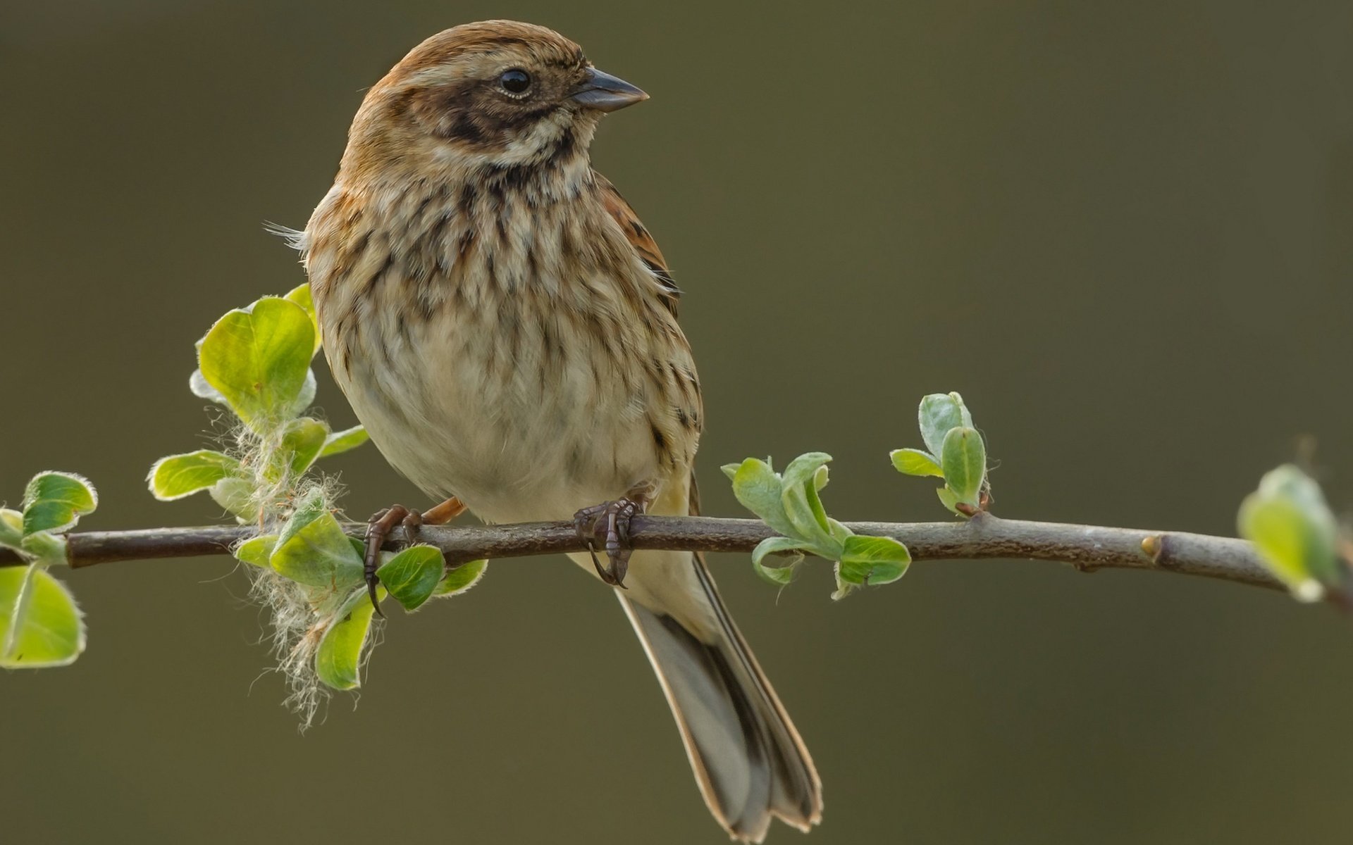 Обои ветка, природа, птица, овсянка, тростниковая овсянка, branch, nature, bird, oatmeal, reed bunting разрешение 2048x1342 Загрузить