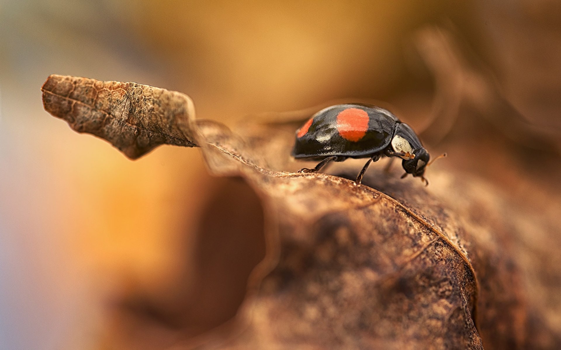 Обои природа, макро, насекомое, фон, осень, лист, божья коровка, nature, macro, insect, background, autumn, sheet, ladybug разрешение 2048x1367 Загрузить