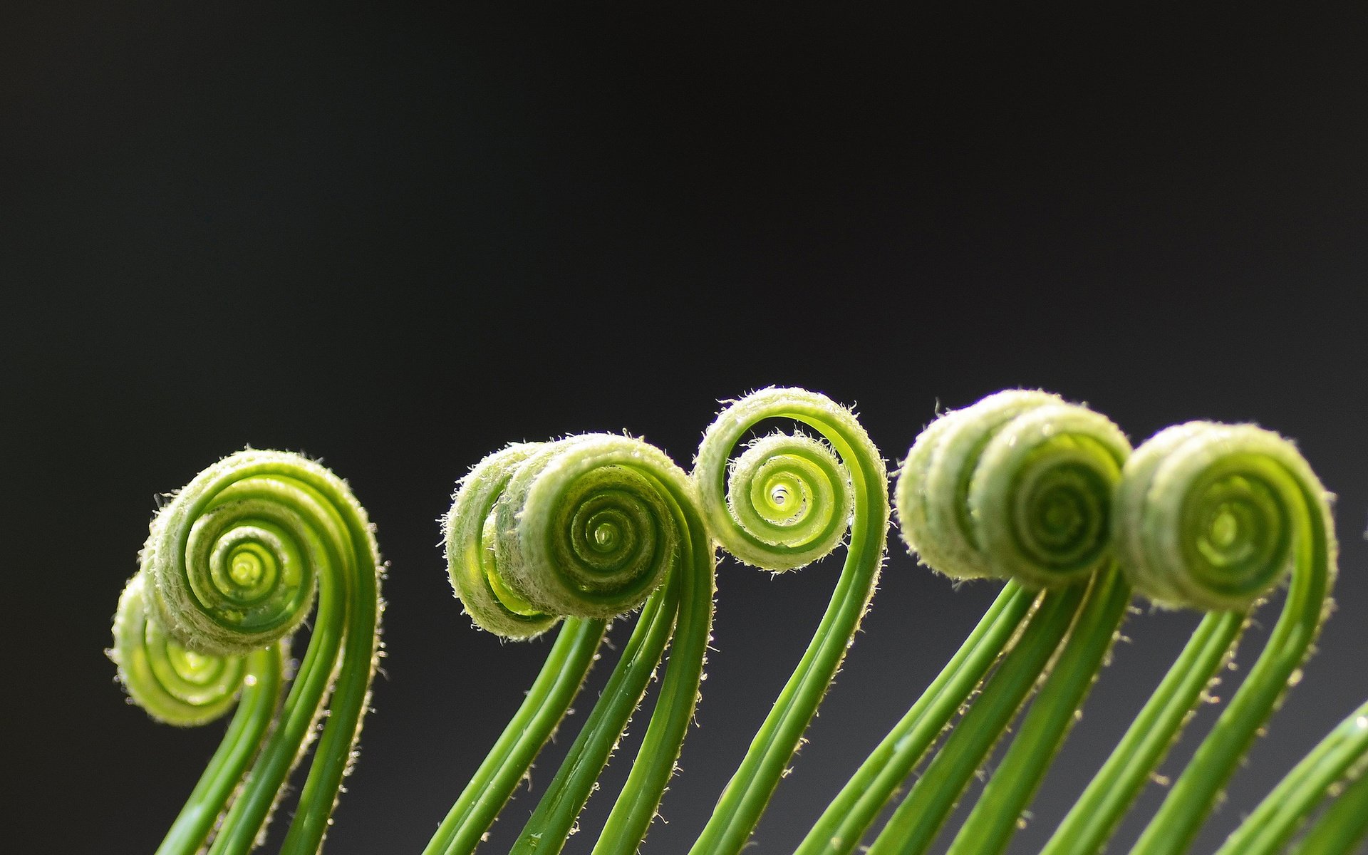 Обои макро, зеленые, завитки, спираль, растение, усики, папоротник, macro, green, curls, spiral, plant, antennae, fern разрешение 2048x1366 Загрузить