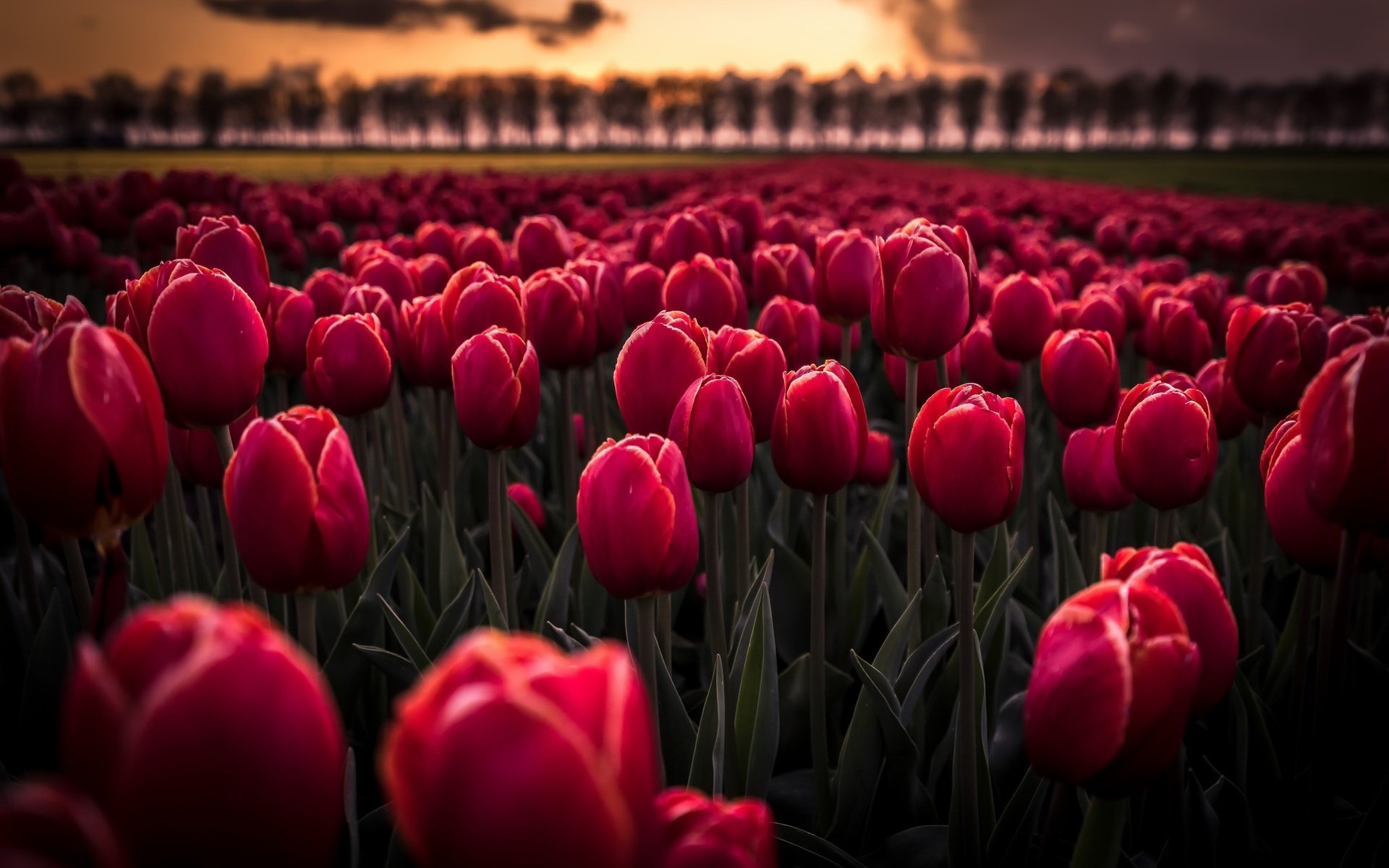 Обои цветы, бутоны, закат, тюльпаны, flowers, buds, sunset, tulips разрешение 2048x1332 Загрузить