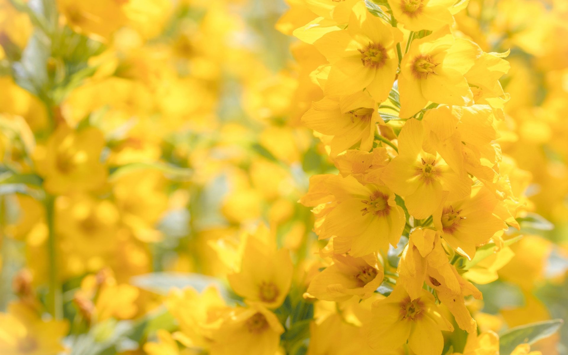 Обои цветы, макро, желтые, боке, соцветие, вербейник, flowers, macro, yellow, bokeh, inflorescence, loosestrife разрешение 2048x1365 Загрузить