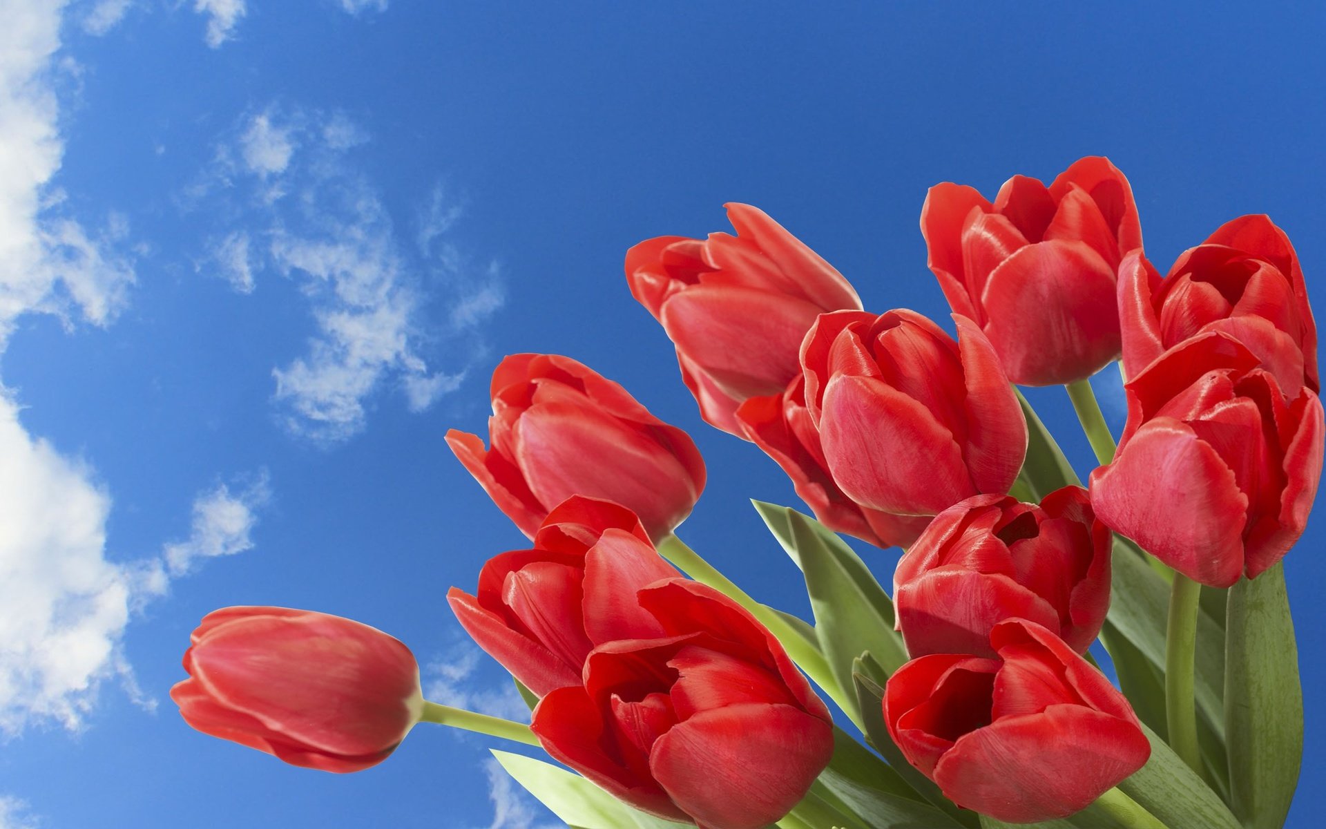 Обои небо, цветы, облака, весна, тюльпаны, the sky, flowers, clouds, spring, tulips разрешение 2560x1600 Загрузить