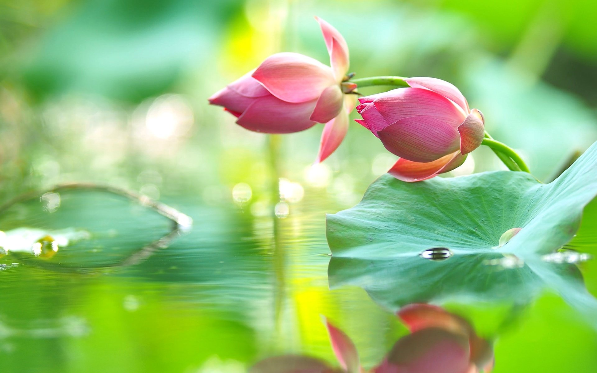 Обои цветы, вода, бутоны, отражение, капли, лотос, flowers, water, buds, reflection, drops, lotus разрешение 2048x1299 Загрузить