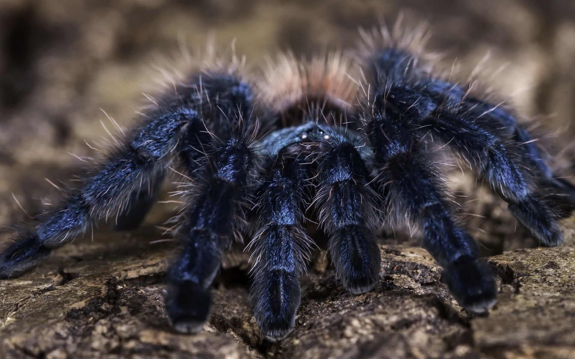 Обои фон, паук, тарантул, martinique pink toe tarantula, background, spider, tarantula разрешение 2560x1440 Загрузить