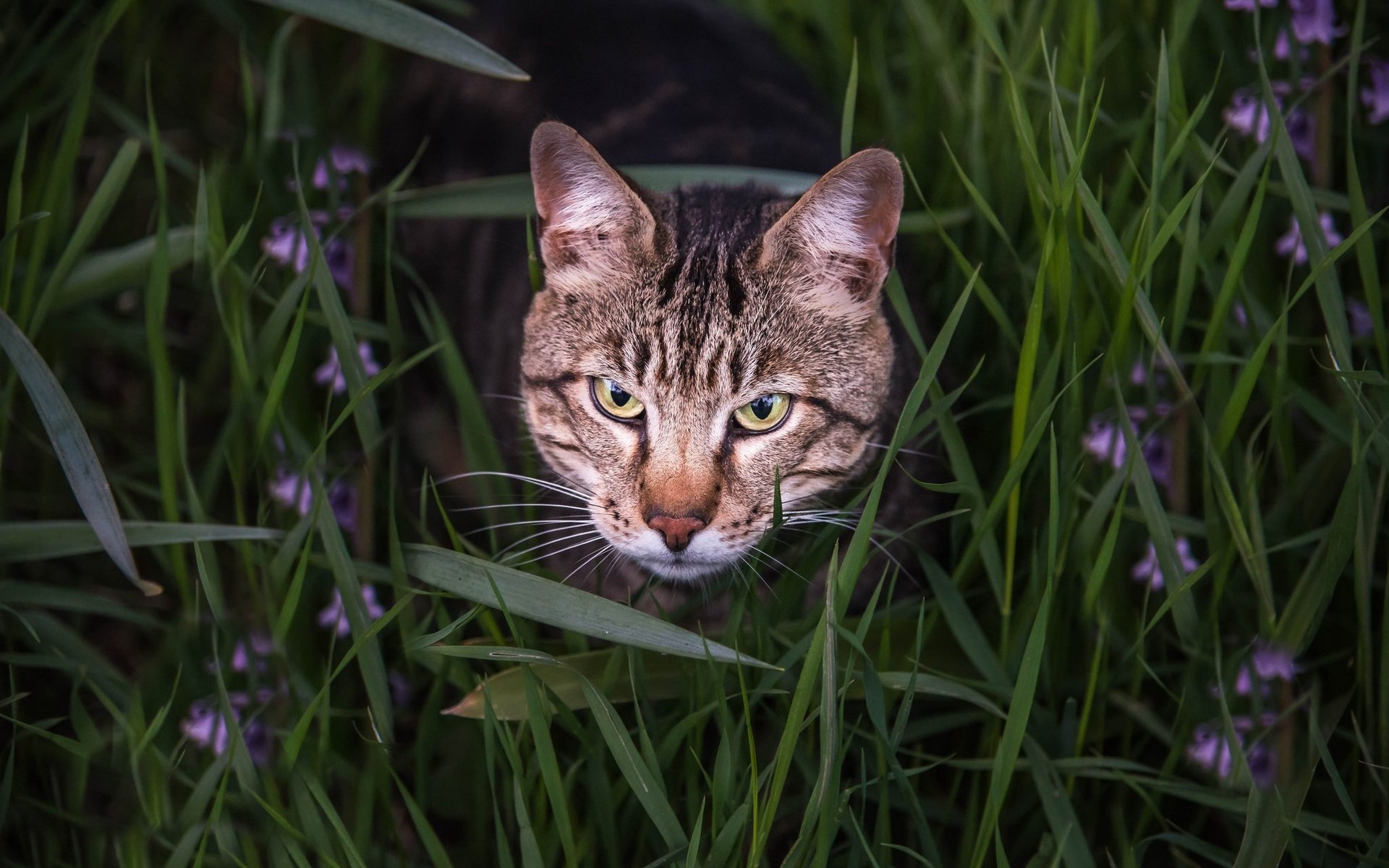 Обои глаза, морда, цветы, трава, кот, взгляд, бенгальская кошка, eyes, face, flowers, grass, cat, look, bengal cat разрешение 2048x1367 Загрузить