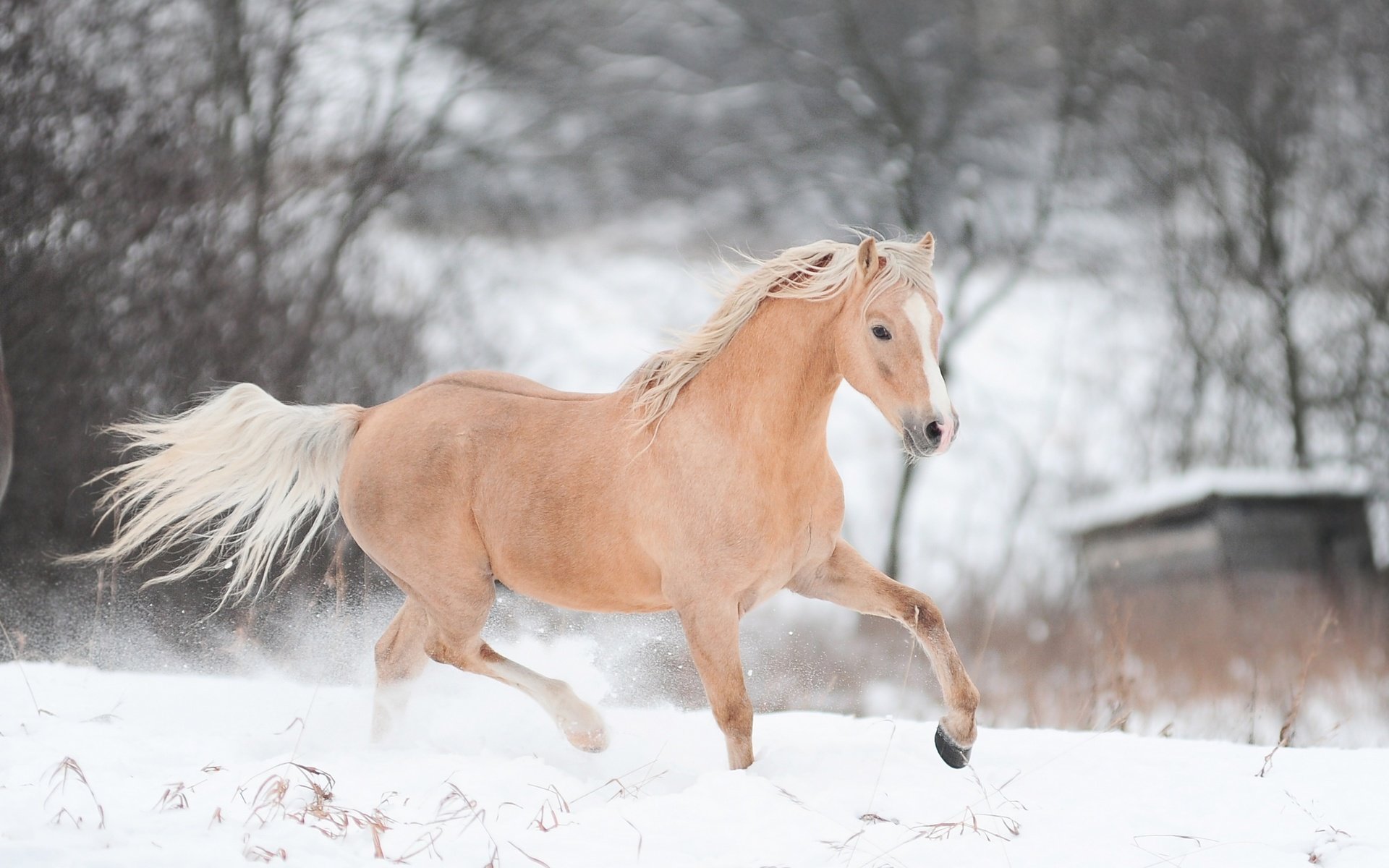 Обои лошадь, снег, зима, конь, бег, horse, snow, winter, running разрешение 2880x1800 Загрузить