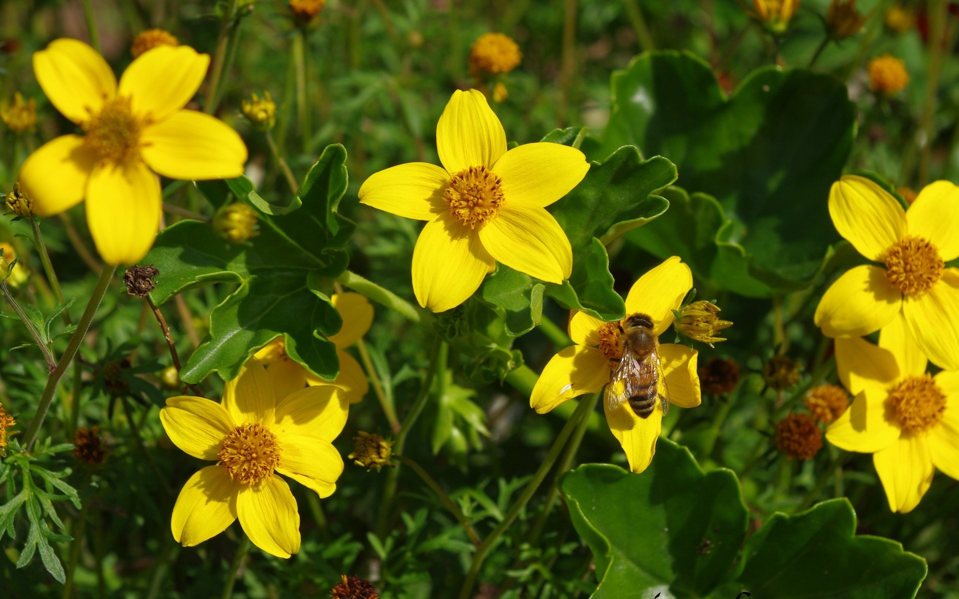 Обои цветы, насекомое, лепестки, пчела, желтые цветы, череда, flowers, insect, petals, bee, yellow flowers, series разрешение 3648x1996 Загрузить