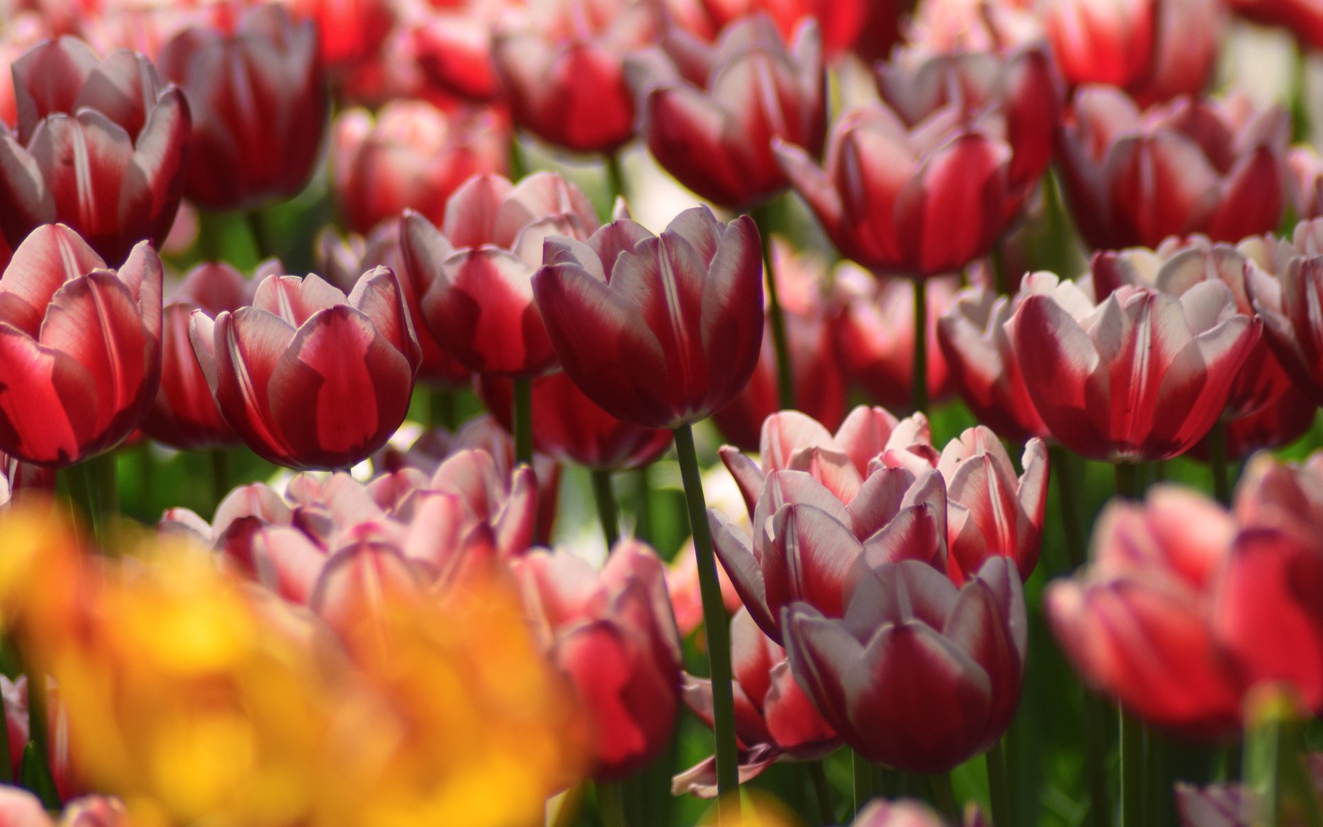 Обои цветы, лепестки, весна, тюльпаны, крупным планом, flowers, petals, spring, tulips, closeup разрешение 6000x3208 Загрузить
