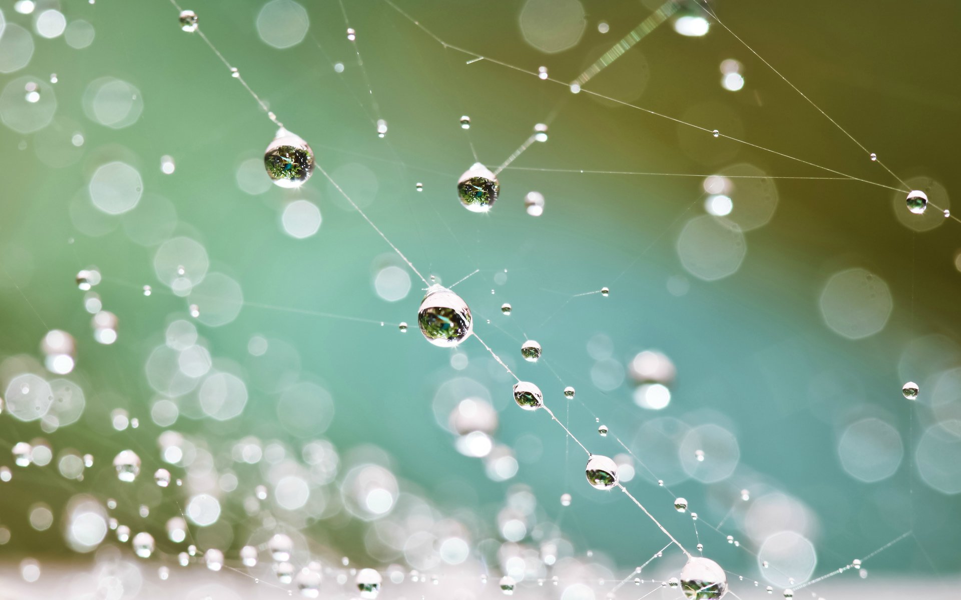 Обои макро, капли, дождь, паутина, carolyn lagattuta, macro, drops, rain, web разрешение 3840x2400 Загрузить